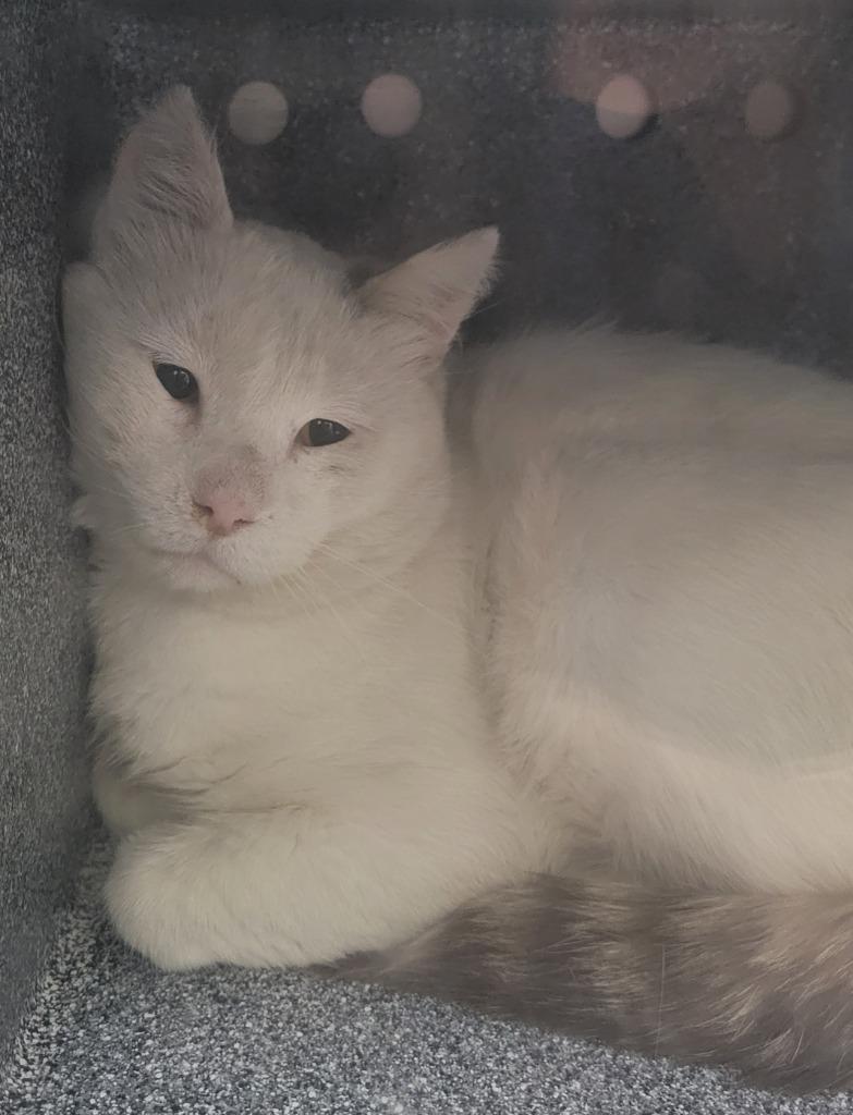T Cat 26-0804 (B), a Adoptable mixed breed in Heber City, UT image 2/2