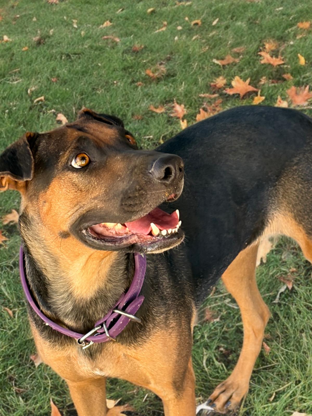 Kiwi, Adoptable, Adult Female Rottweiler.