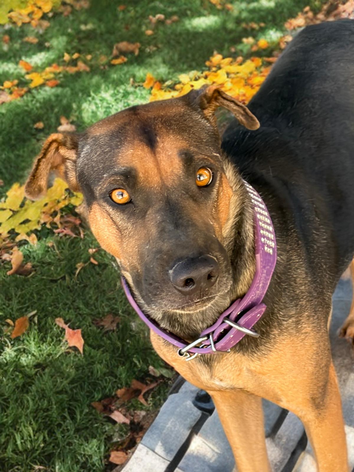 Enlarge Kiwi, a Adoptable Rottweiler in Kingman, AZ image 2/3