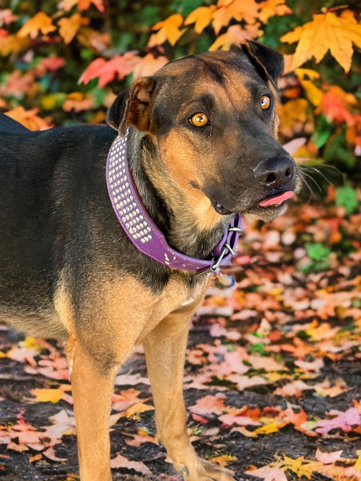 Enlarge Kiwi, a Adoptable Rottweiler in Kingman, AZ image 3/3