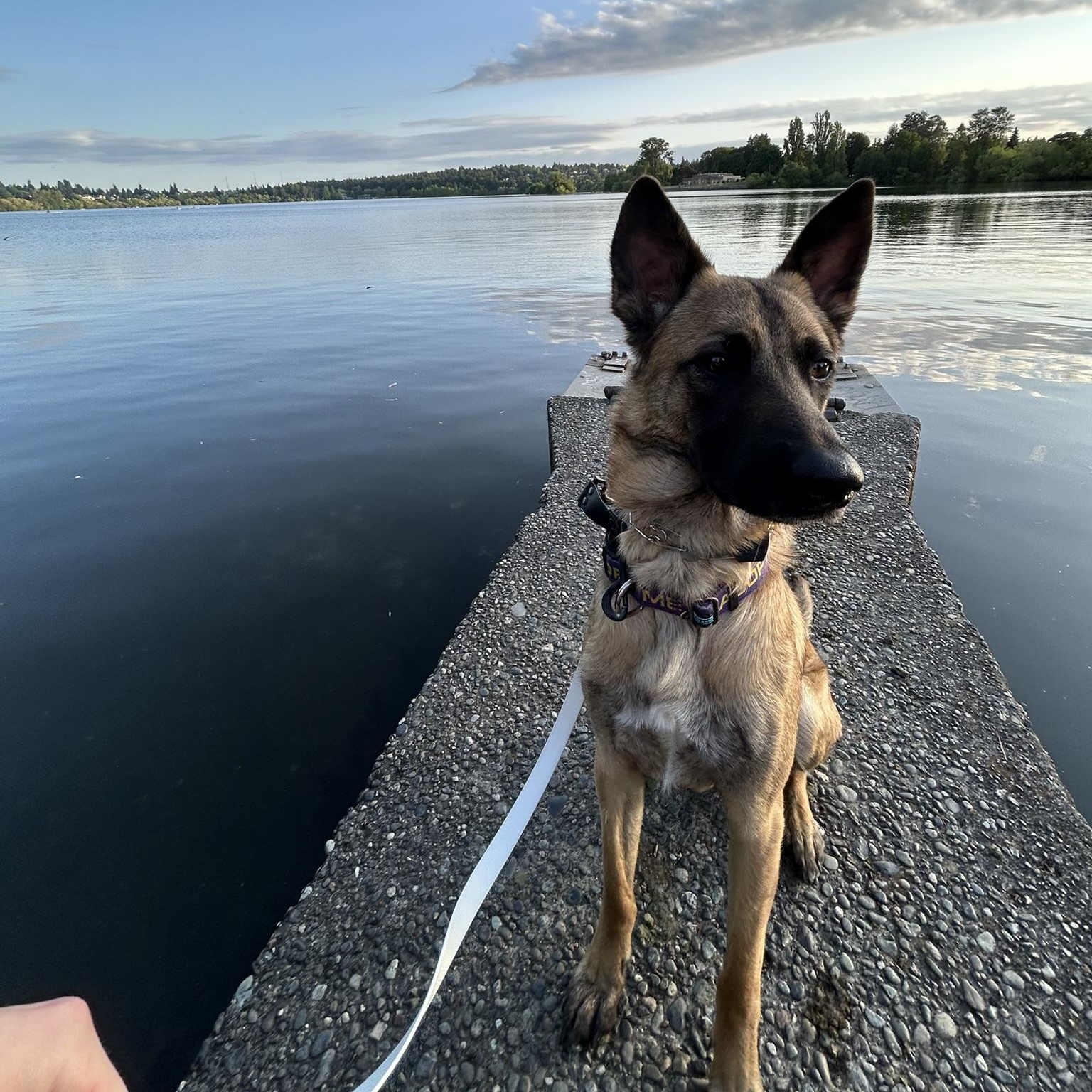 Cash German Shepherd Dog Dog