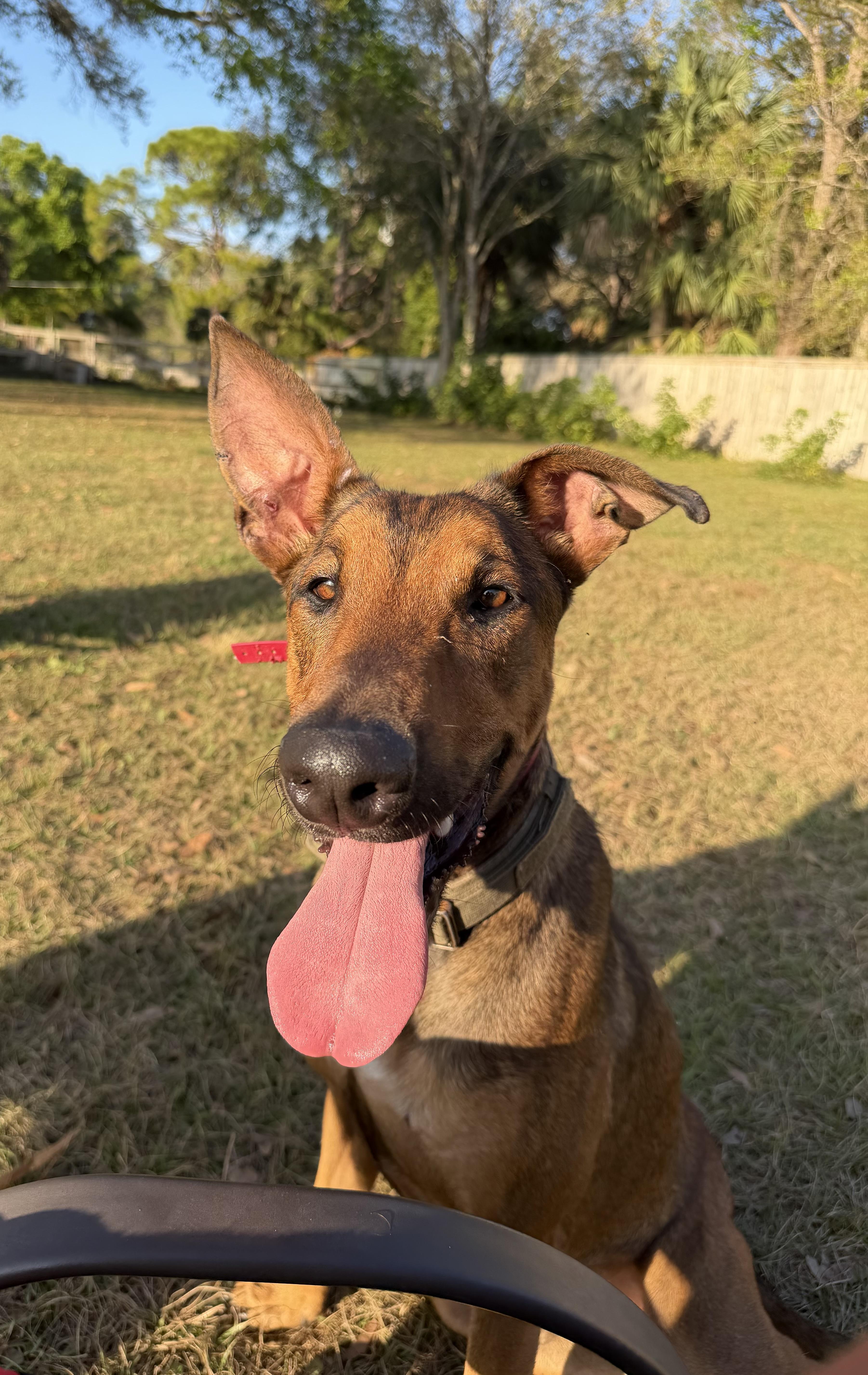 Enlarge Kairo, a ADOPTABLE mixed breed in Port Saint Lucie, FL image 6/6