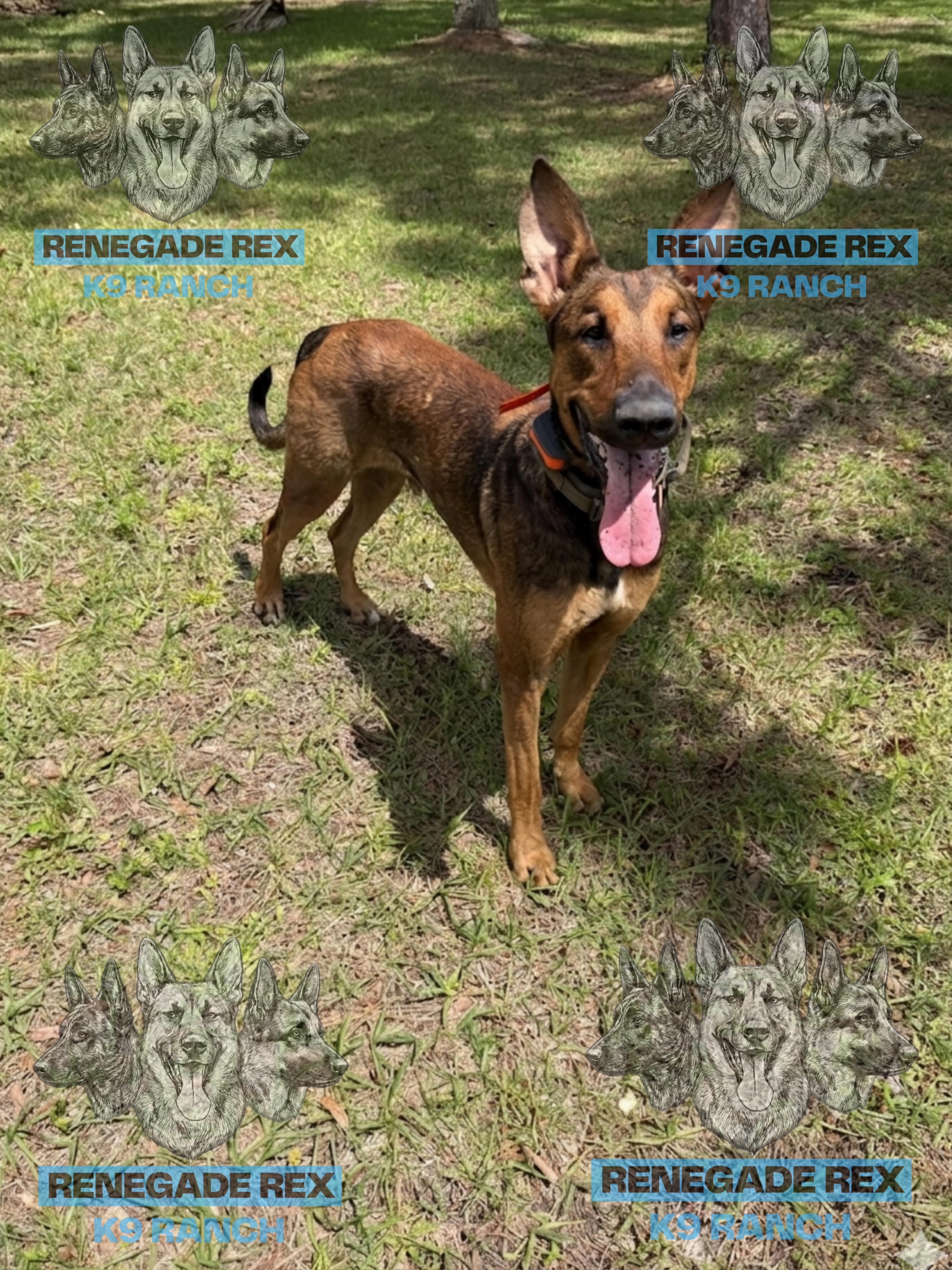 Kairo, Adoptable, Young Male Doberman Pinscher.