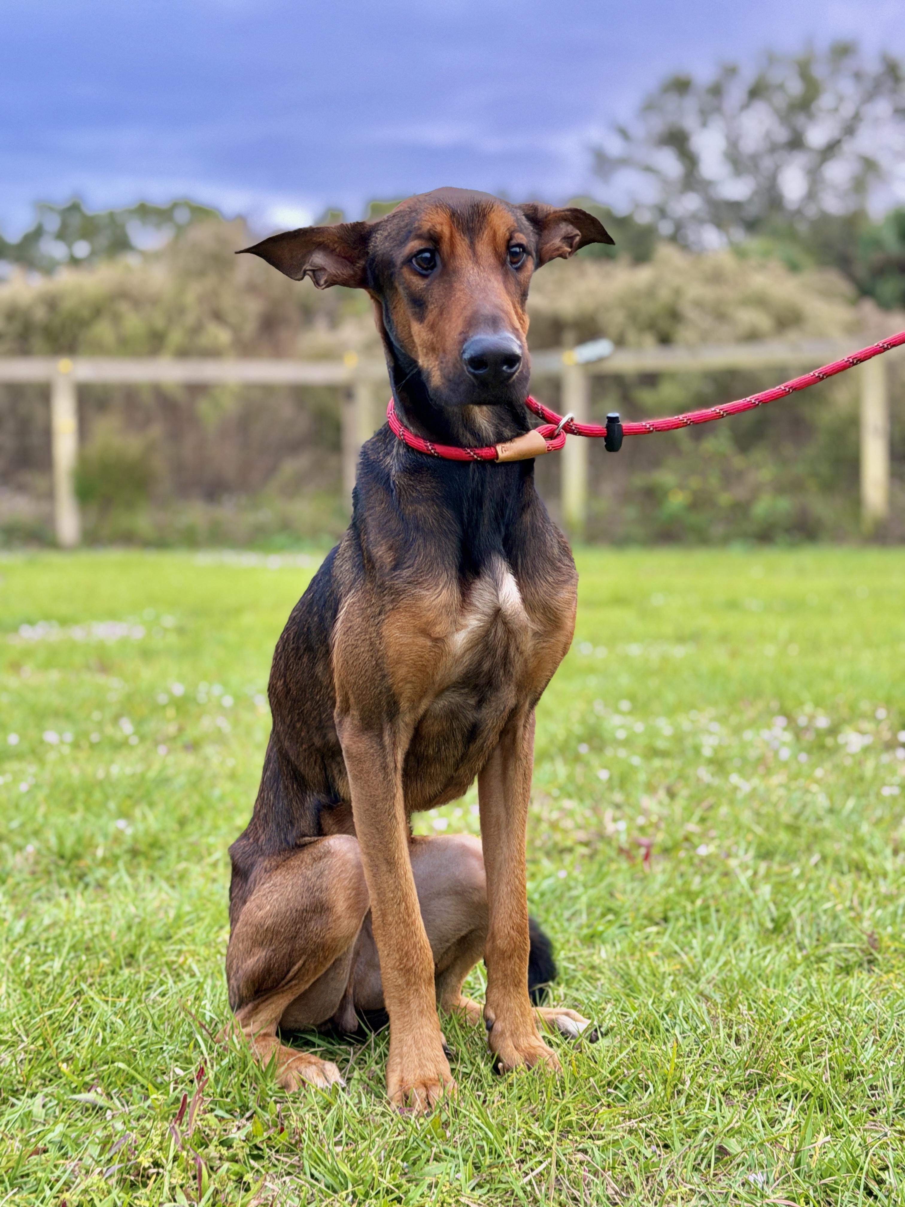 Kairo, a ADOPTABLE mixed breed in Port Saint Lucie, FL image 2/3