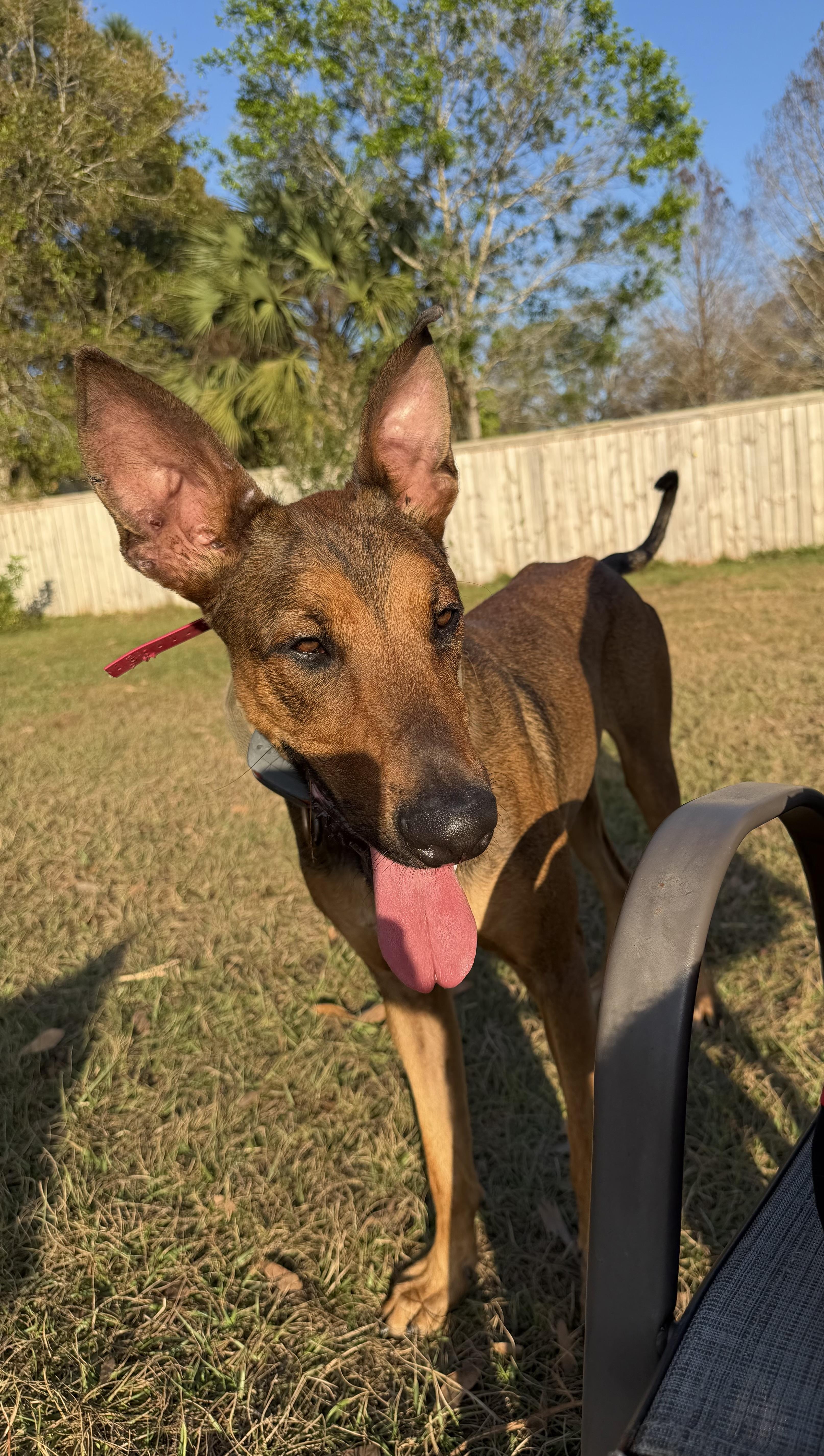 Enlarge Kairo, a ADOPTABLE mixed breed in Port Saint Lucie, FL image 4/6