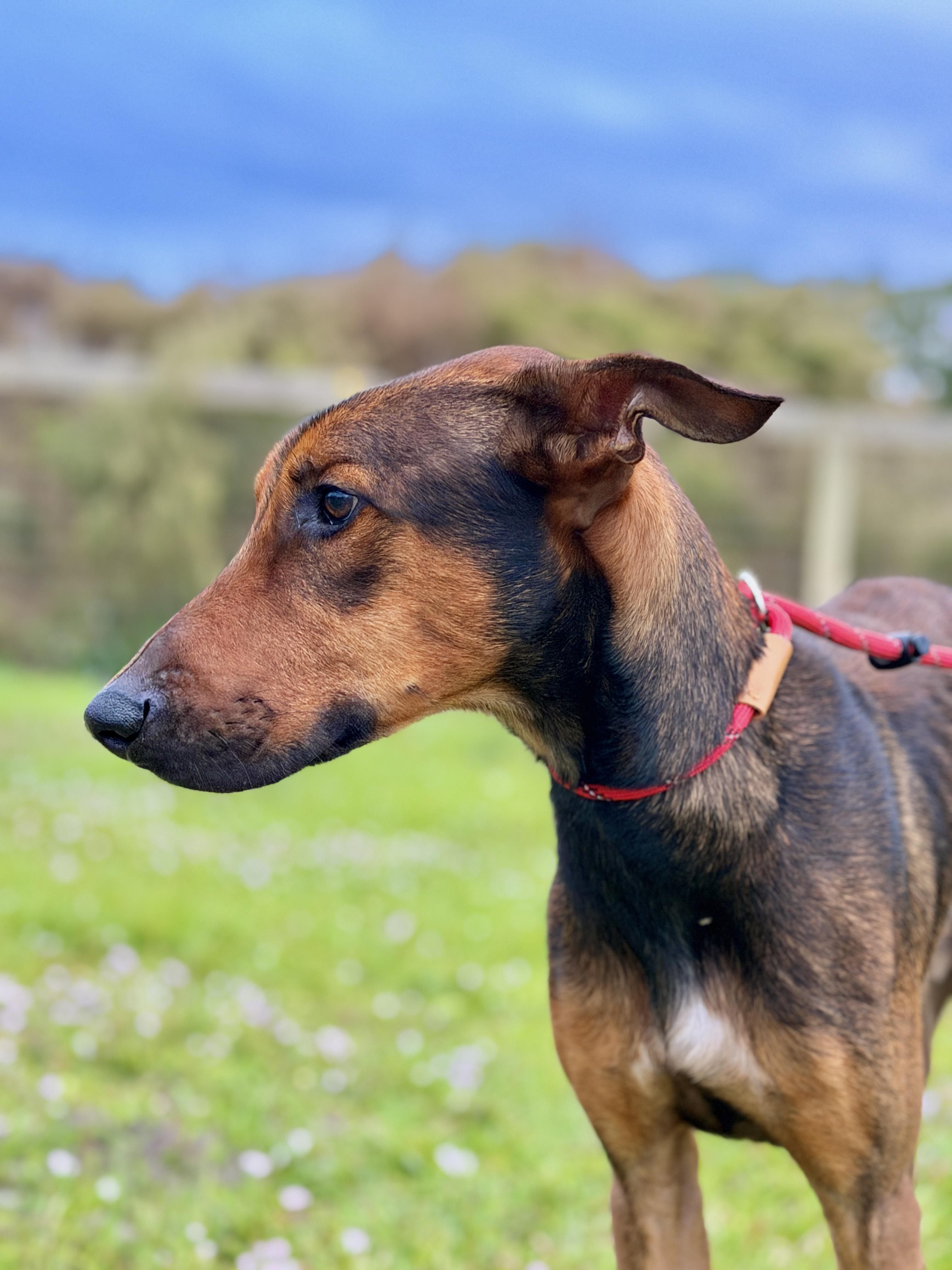 Kairo, a ADOPTABLE mixed breed in Port Saint Lucie, FL image 3/3