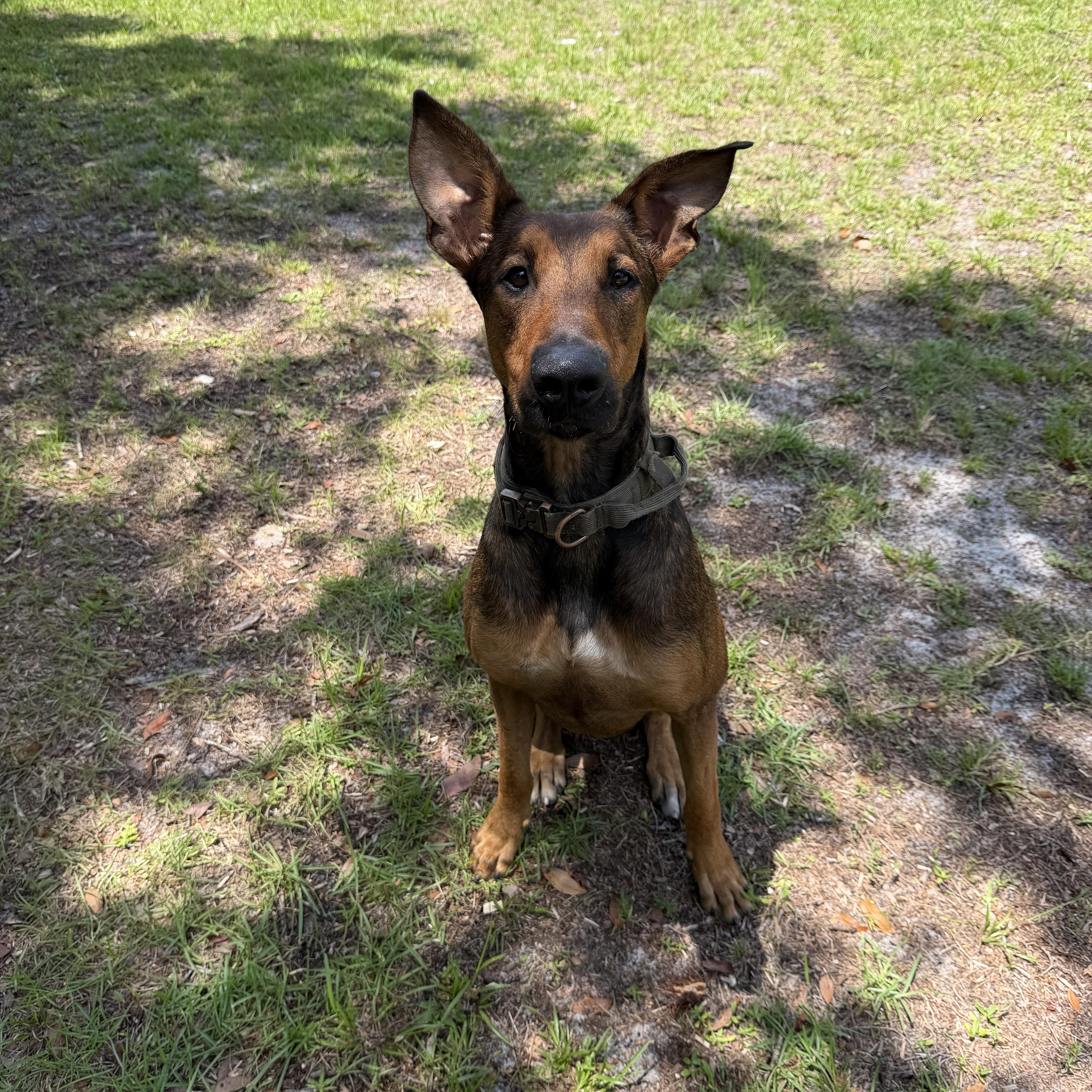 Enlarge Kairo, a Adoptable mixed breed in Port Saint Lucie, FL image 3/5