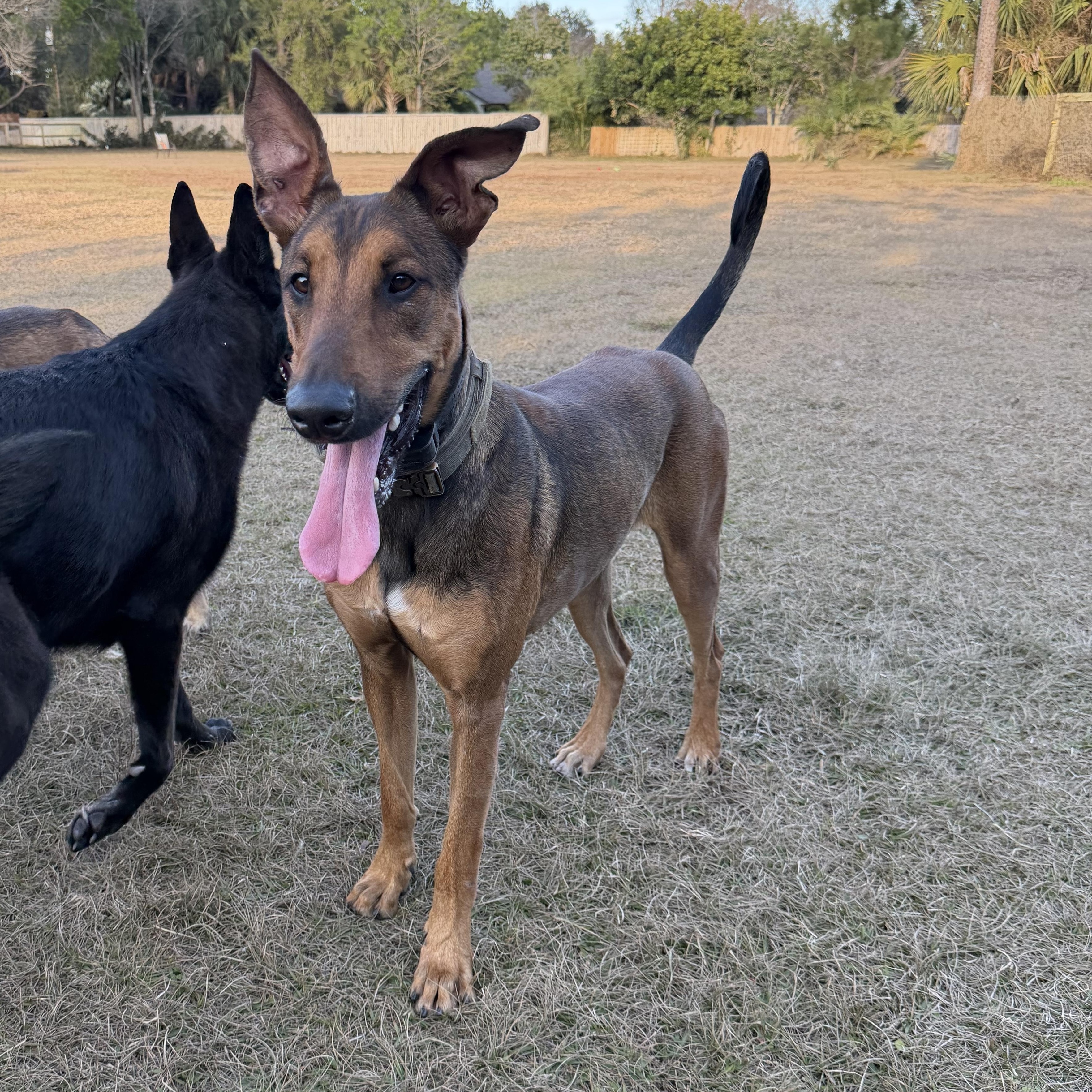 Kairo, ADOPTABLE, Young Male Doberman Pinscher.
