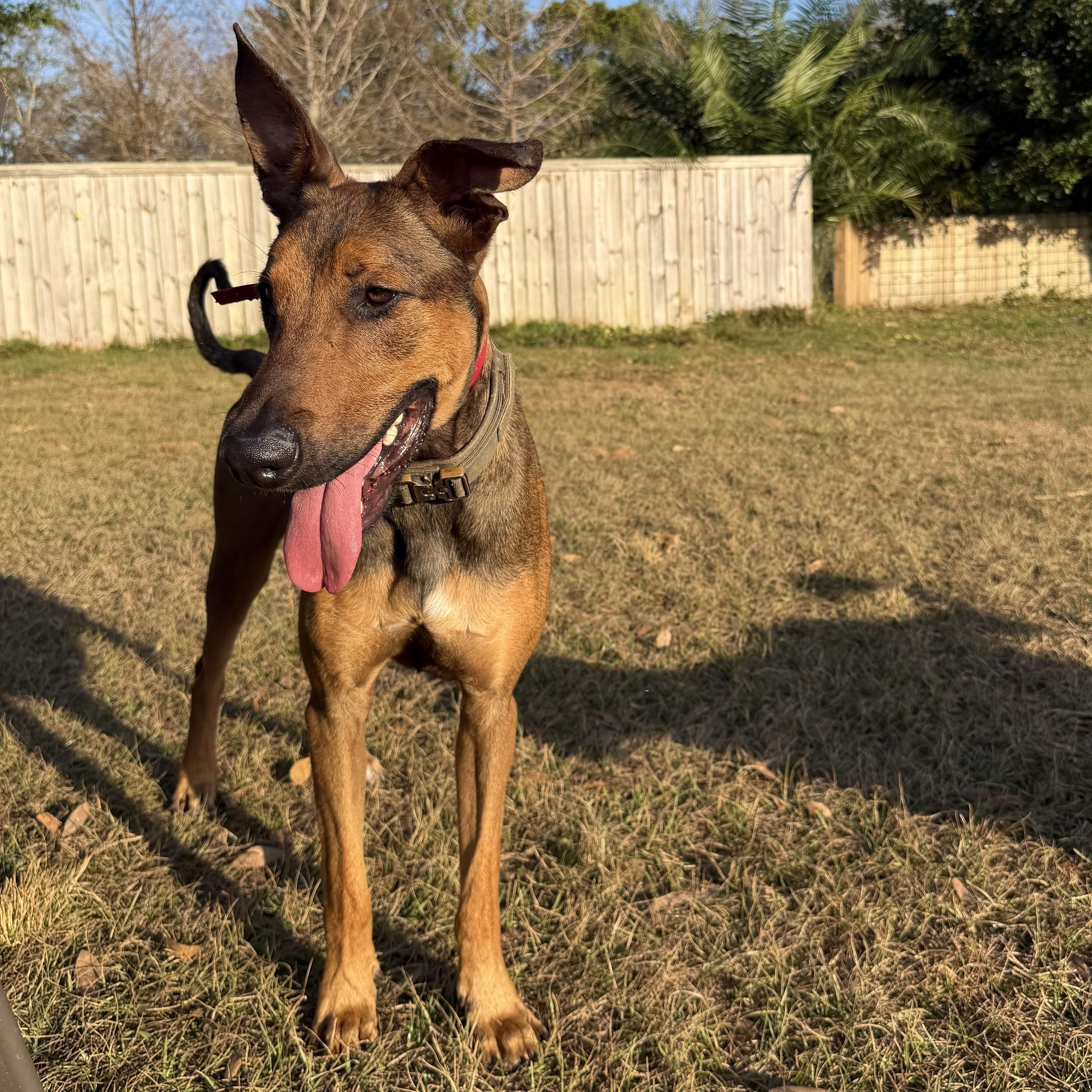 Enlarge Kairo, a ADOPTABLE mixed breed in Port Saint Lucie, FL image 3/6
