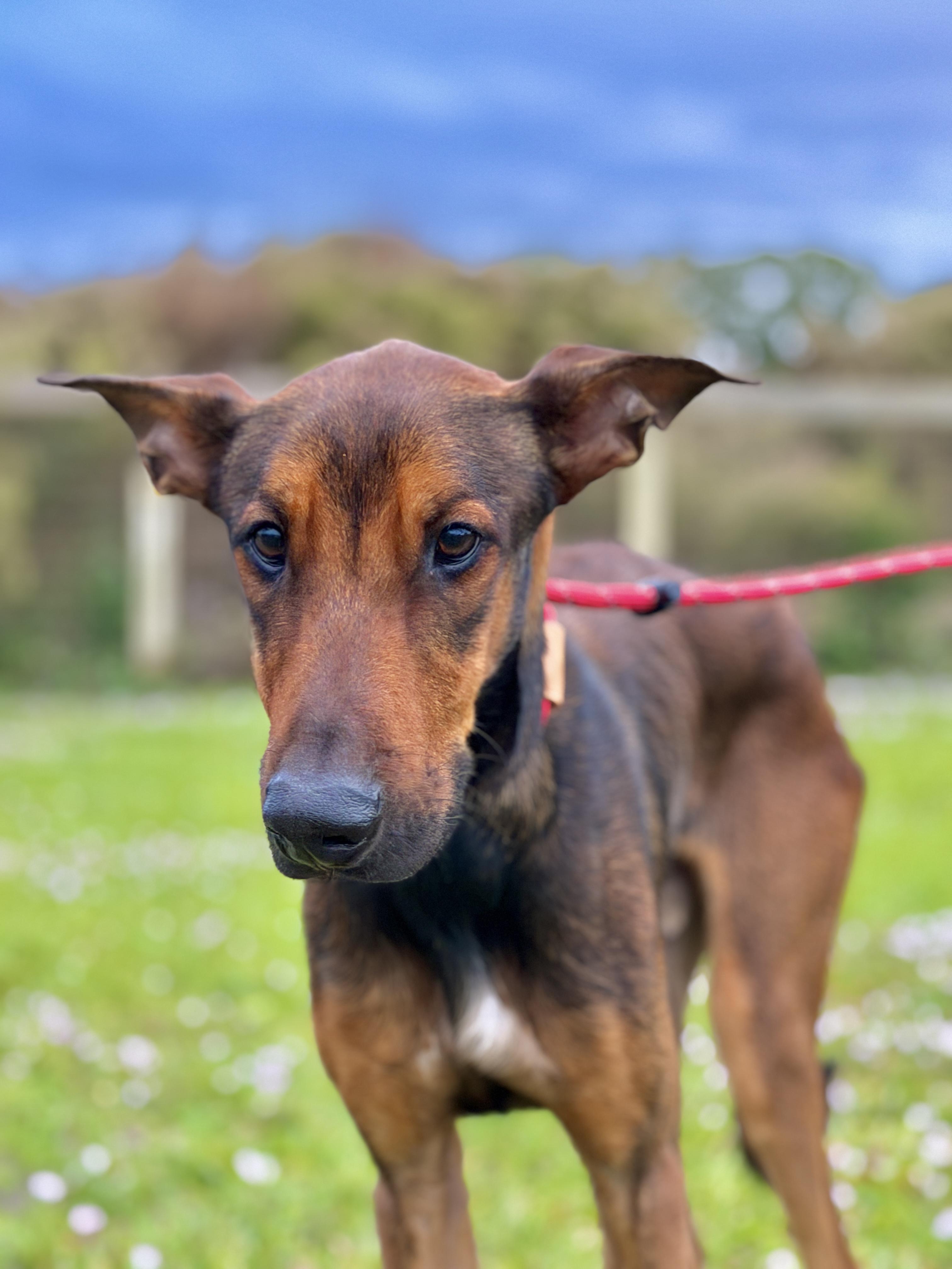Kairo, a ADOPTABLE mixed breed in Port Saint Lucie, FL image 1/3
