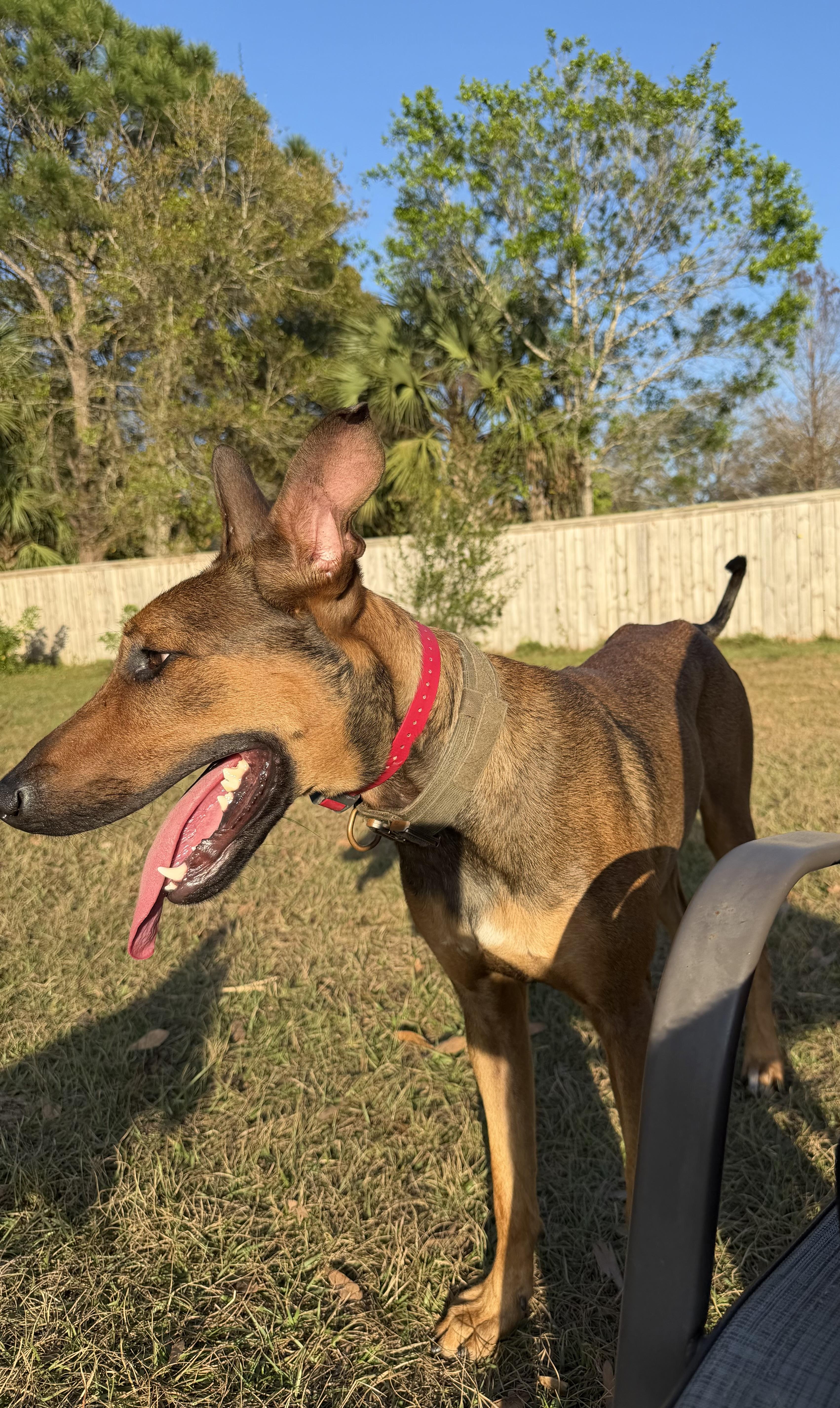 Enlarge Kairo, a ADOPTABLE mixed breed in Port Saint Lucie, FL image 2/6