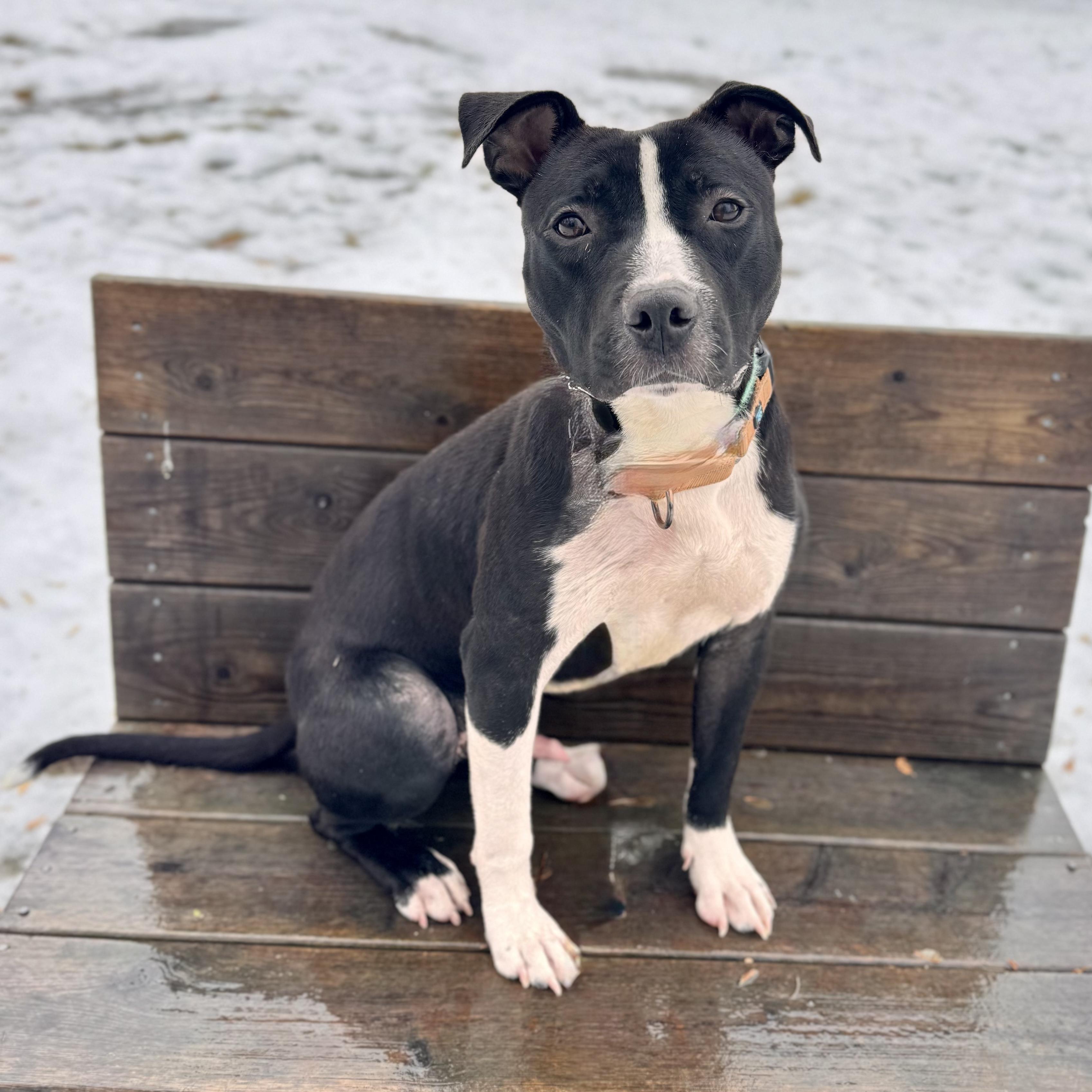 Howar, ADOPTABLE, Adult Male Mixed Breed.