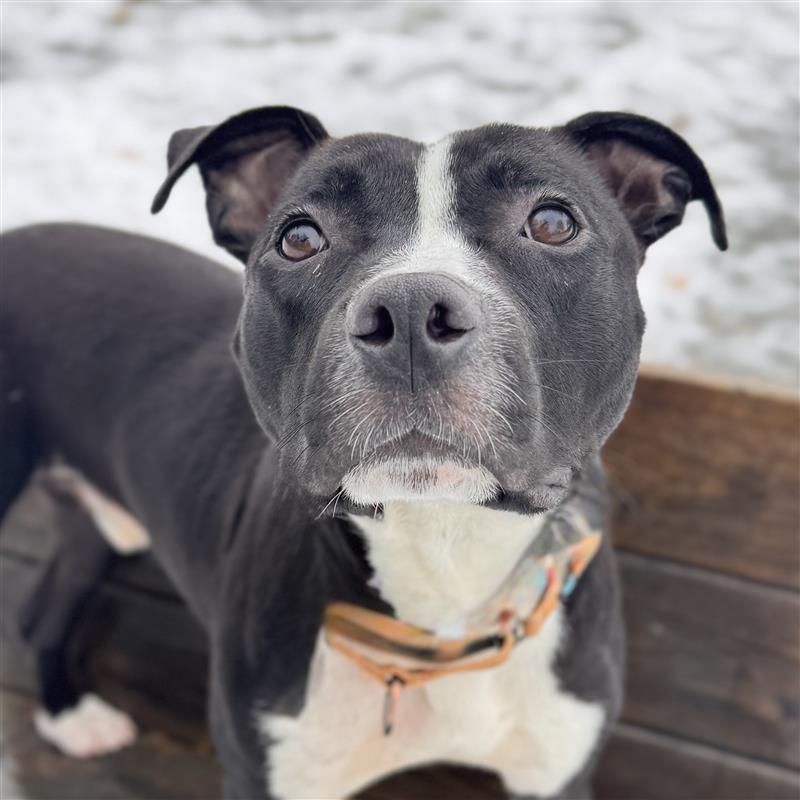 Enlarge Howar, a ADOPTABLE Mixed Breed in Midland, MI image 4/4