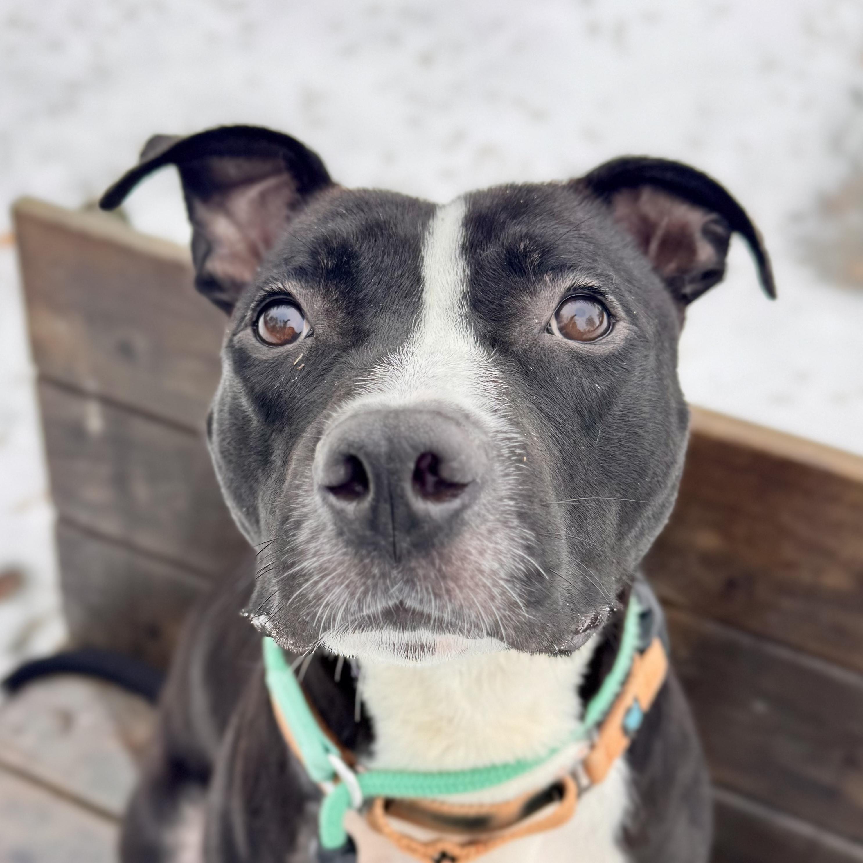 Enlarge Howar, a ADOPTABLE Mixed Breed in Midland, MI image 3/4