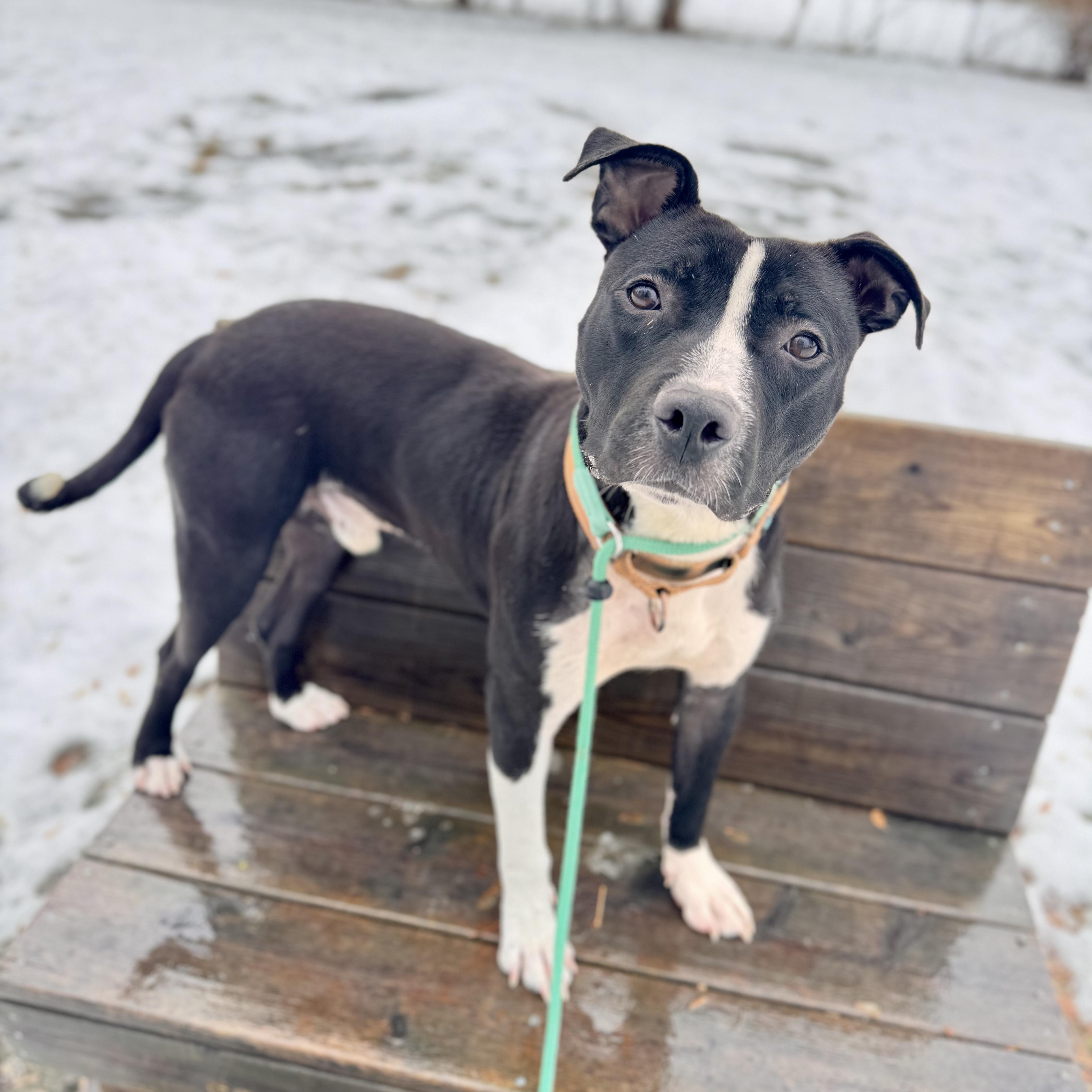 Enlarge Howar, a ADOPTABLE Mixed Breed in Midland, MI image 2/4