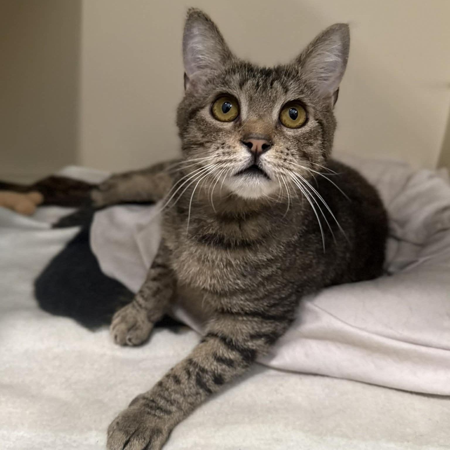 Enlarge Nedd, a ADOPTABLE mixed breed in Penn Yan, NY image 5/6