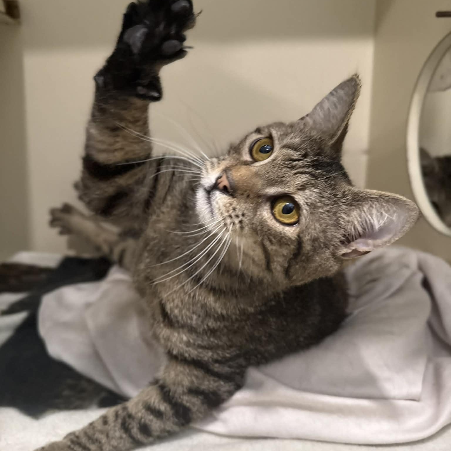 Enlarge Nedd, a ADOPTABLE mixed breed in Penn Yan, NY image 4/6