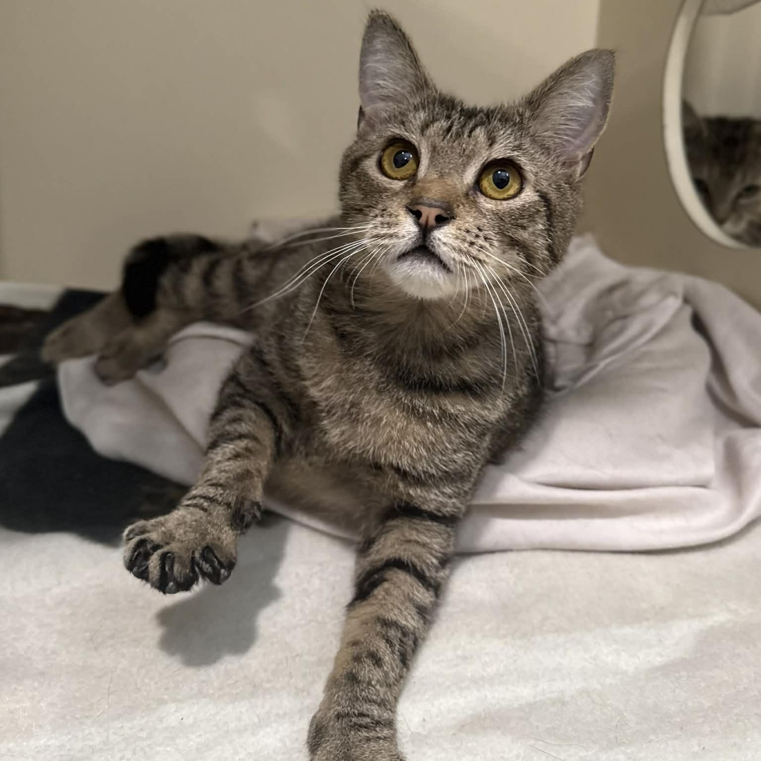 Enlarge Nedd, a ADOPTABLE mixed breed in Penn Yan, NY image 3/6