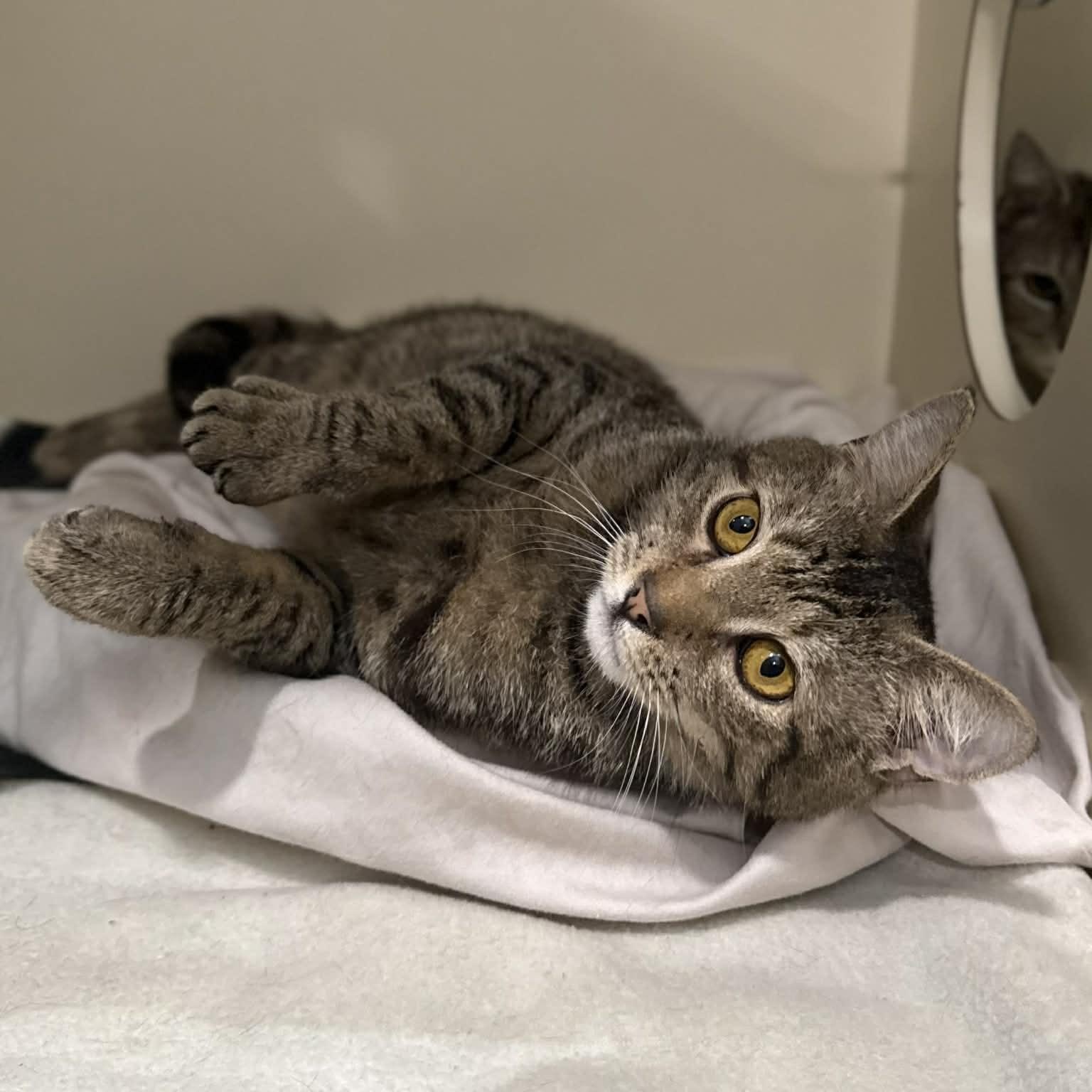 Enlarge Nedd, a ADOPTABLE mixed breed in Penn Yan, NY image 2/6