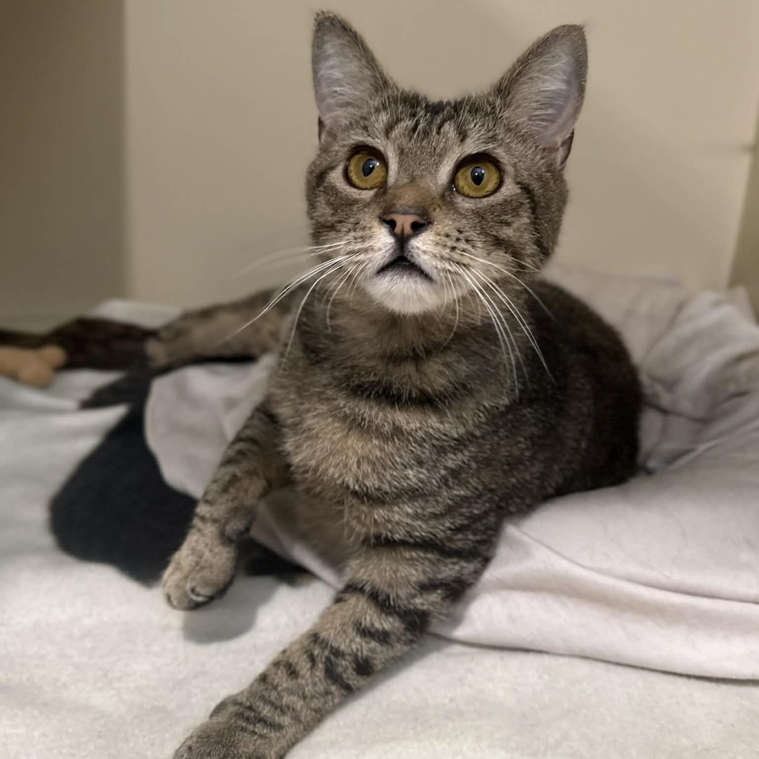 Enlarge Nedd, a ADOPTABLE mixed breed in Penn Yan, NY image 6/6