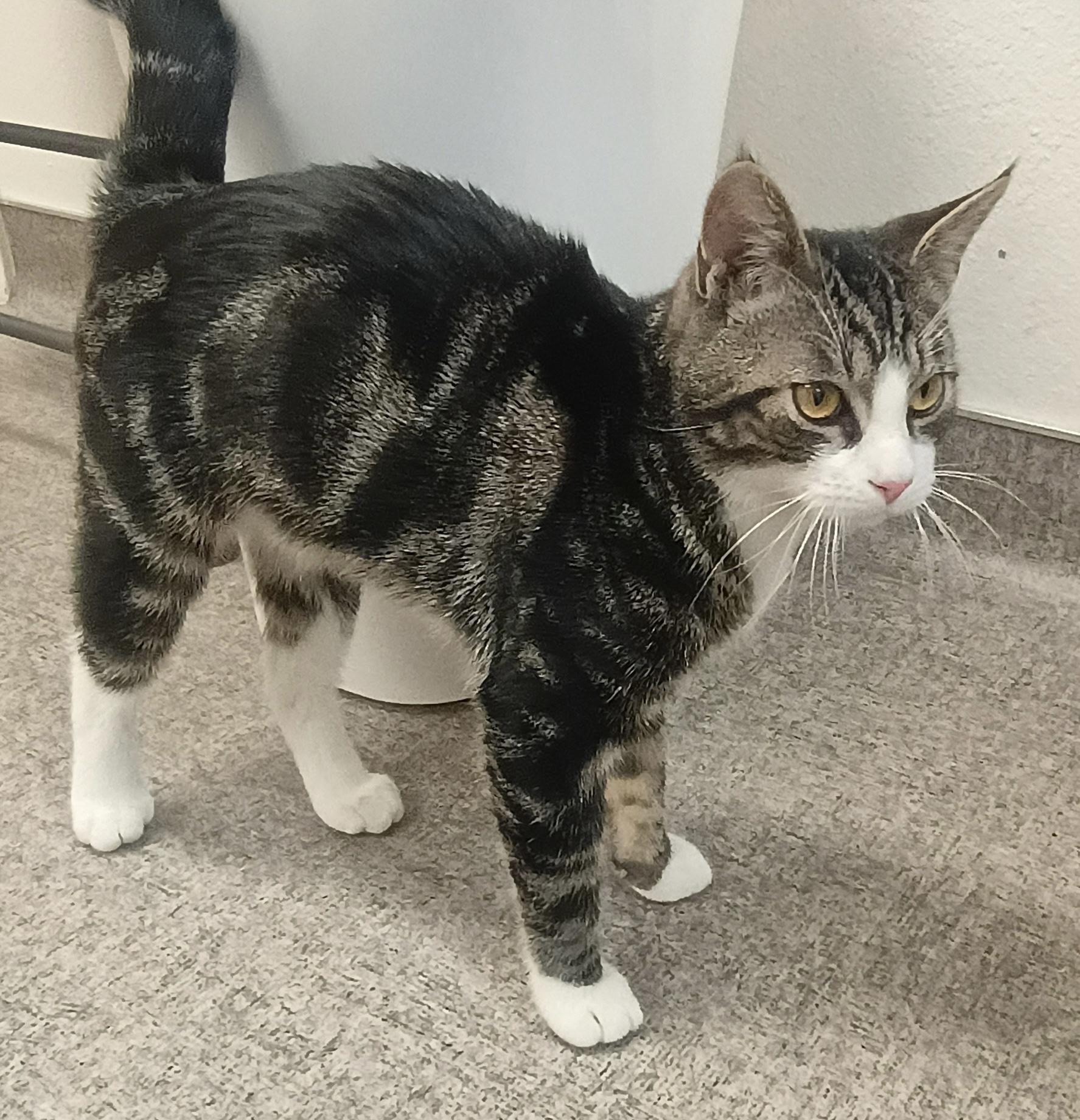 Slade, Adoptable, Kitten Male Domestic Short Hair.