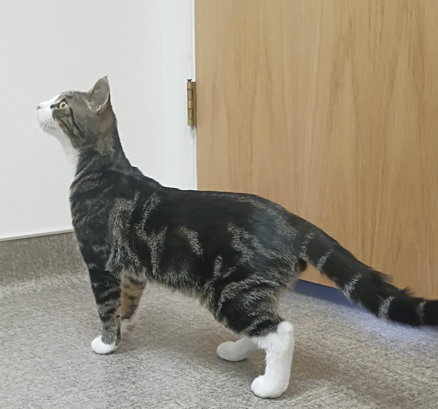 Enlarge Slade, a Adoptable mixed breed in Pocatello, ID image 4/4