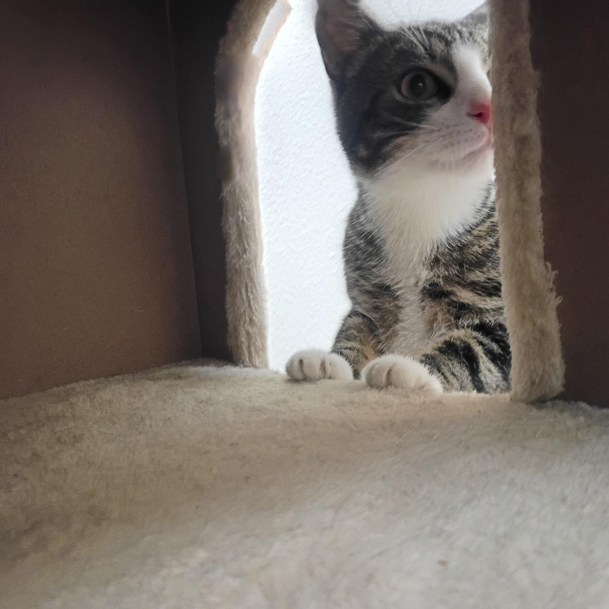 Enlarge Slade, a Adoptable mixed breed in Pocatello, ID image 3/4