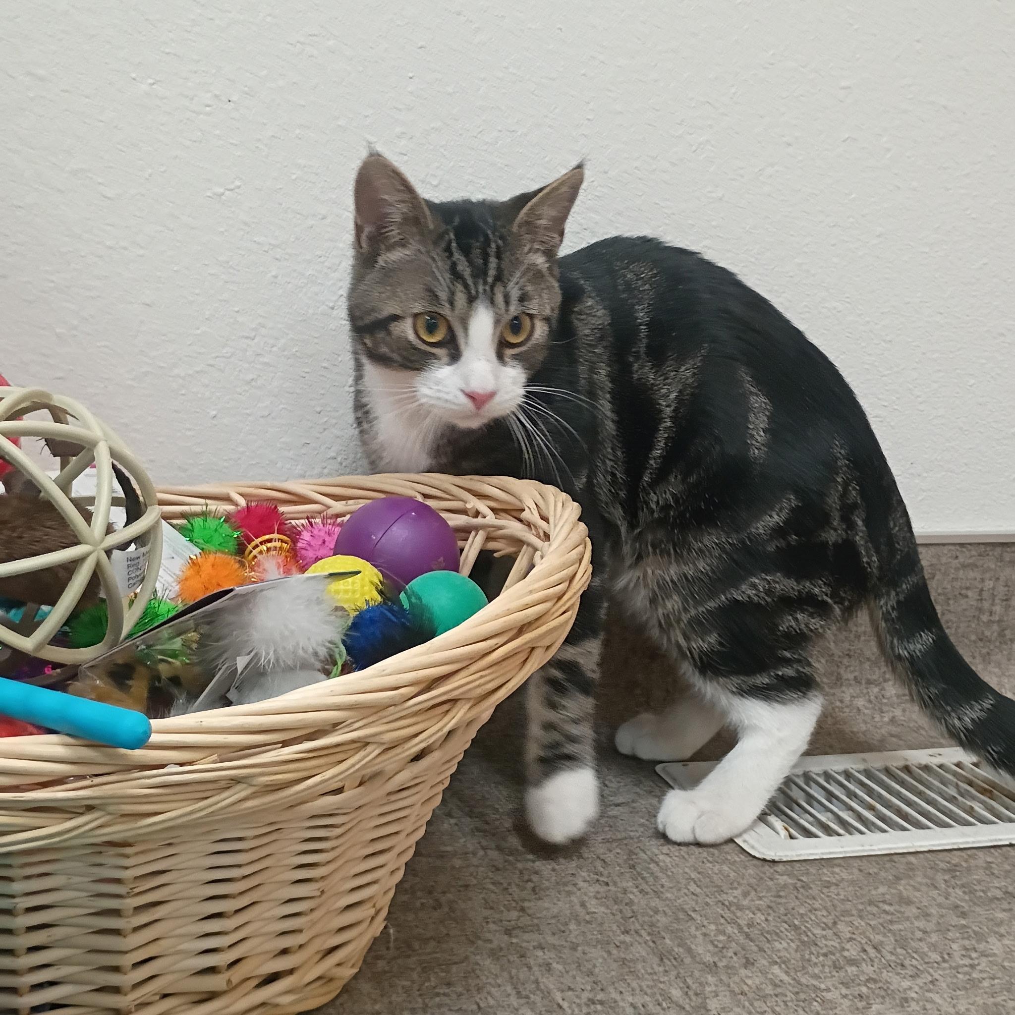 Enlarge Slade, a Adoptable mixed breed in Pocatello, ID image 2/4