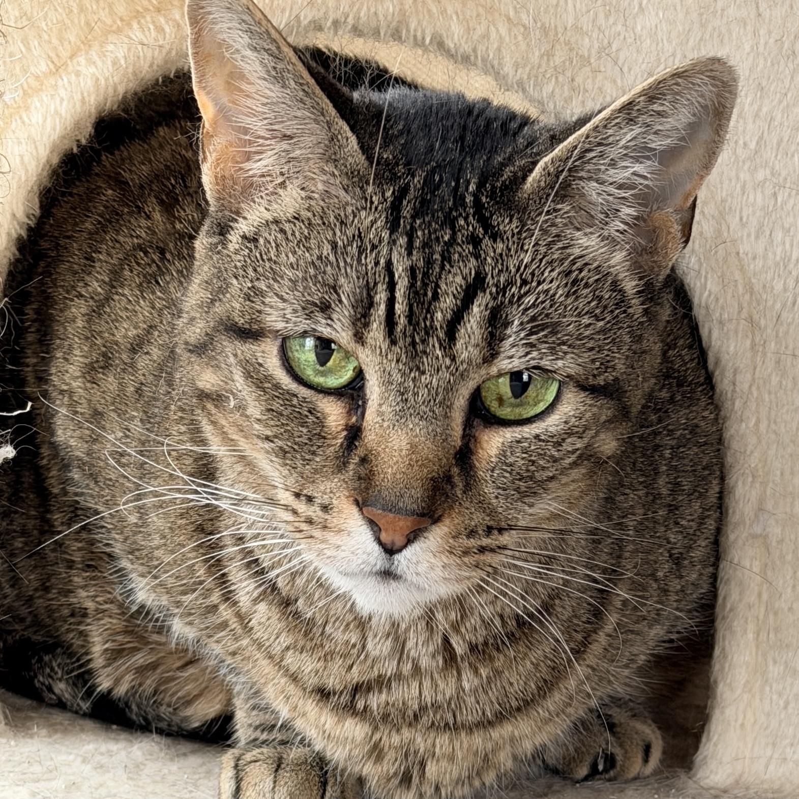 Enlarge Nala, a ADOPTABLE Domestic Short Hair in Sherman, TX image 4/4