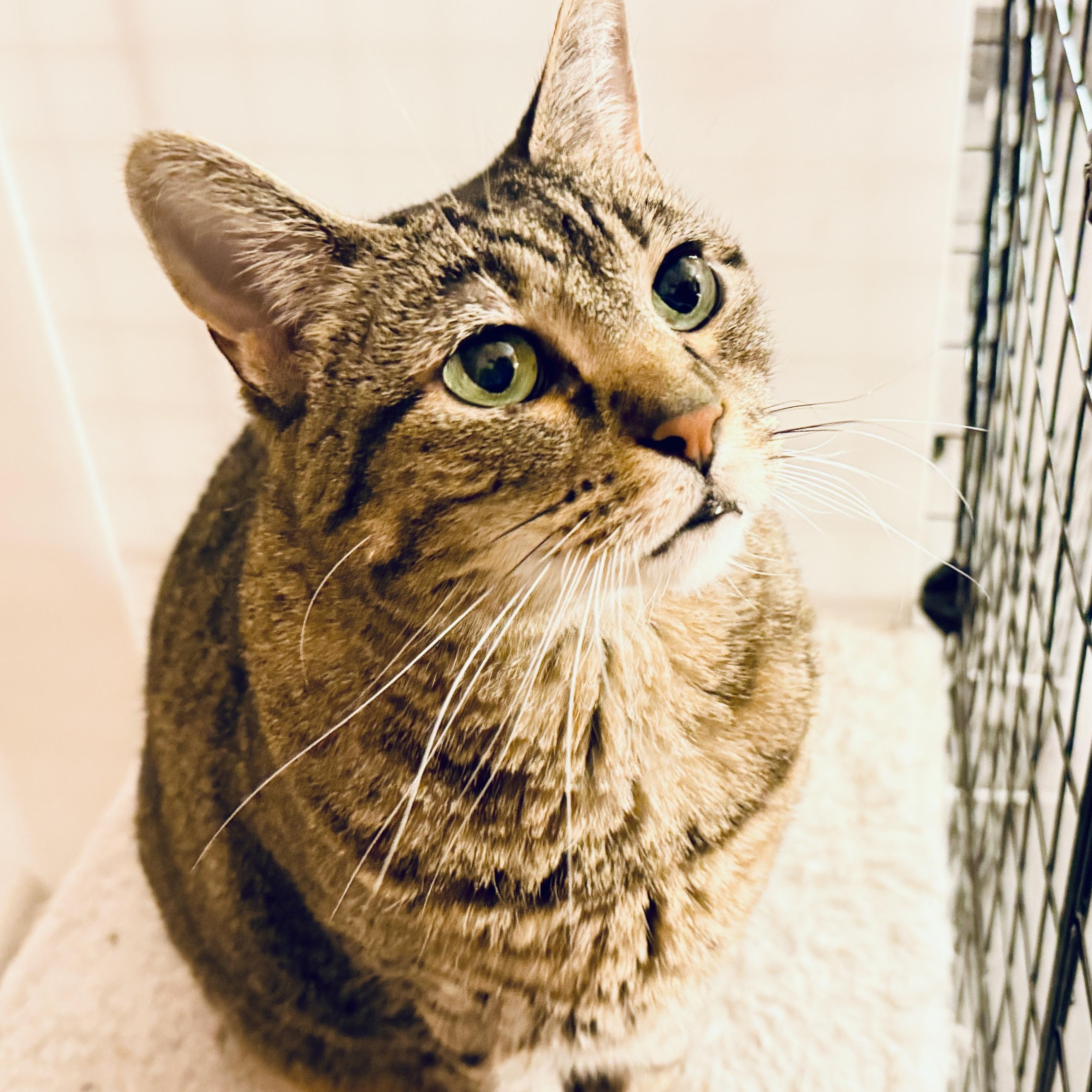 Enlarge Nala, a ADOPTABLE Domestic Short Hair in Sherman, TX image 3/4