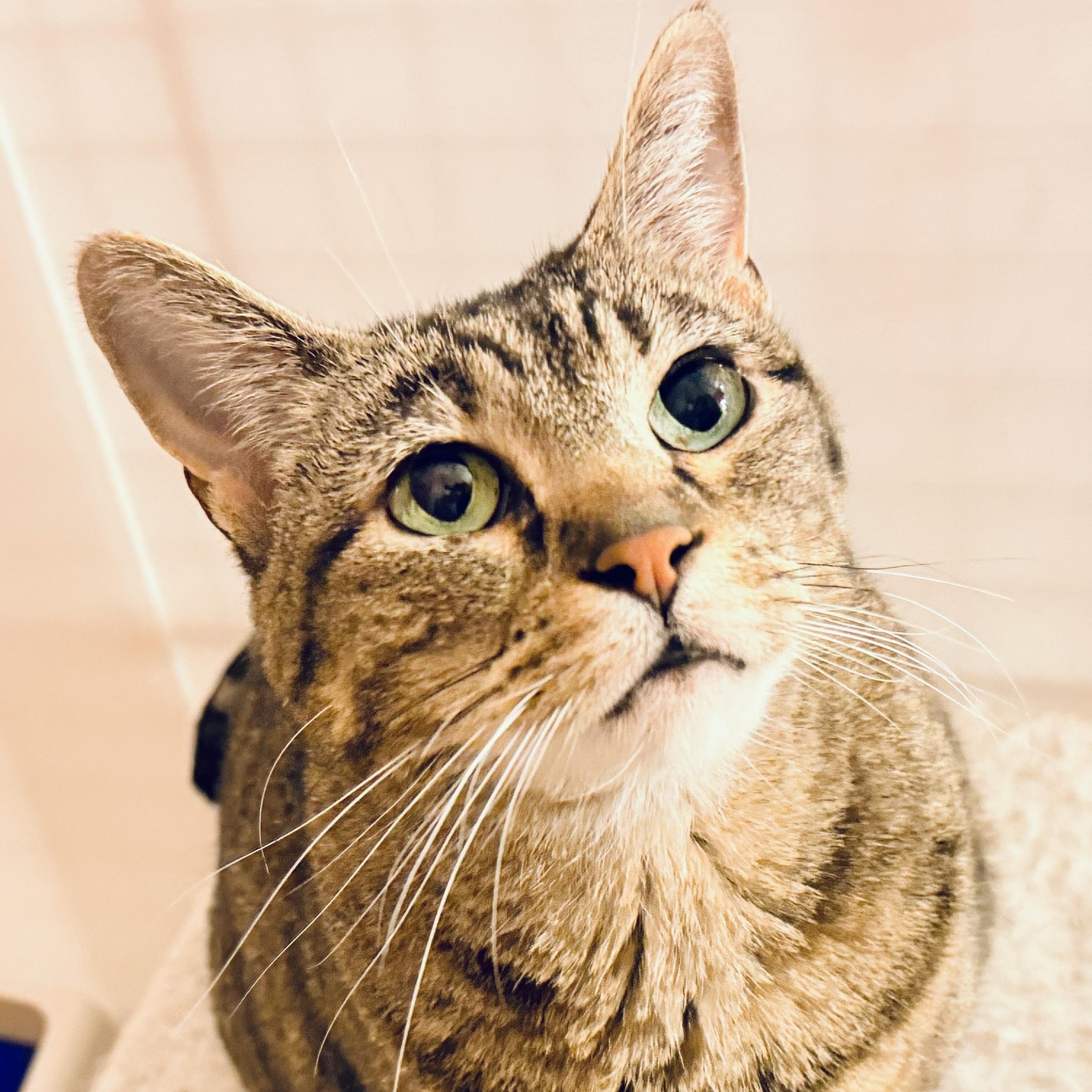 Nala, ADOPTABLE, Senior Female Domestic Short Hair.