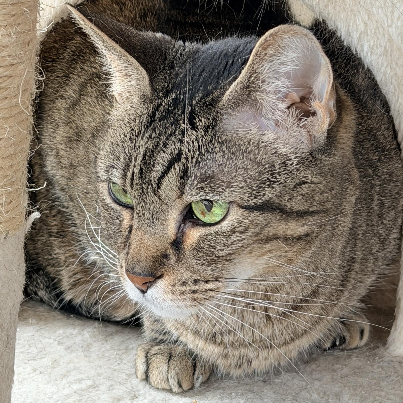 Enlarge Nala, a ADOPTABLE Domestic Short Hair in Sherman, TX image 2/4