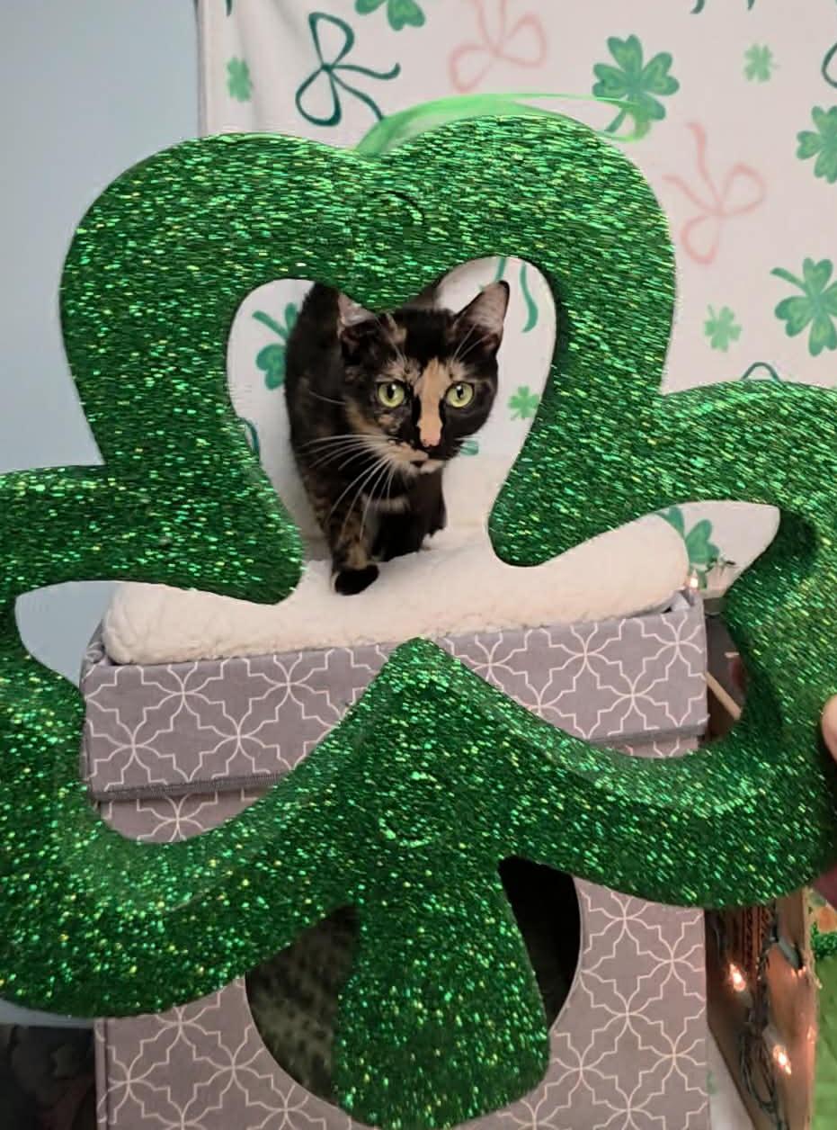 Enlarge Foxie - Playful and affectionate, a Adoptable Domestic Short Hair in Muskego, WI image 5/6