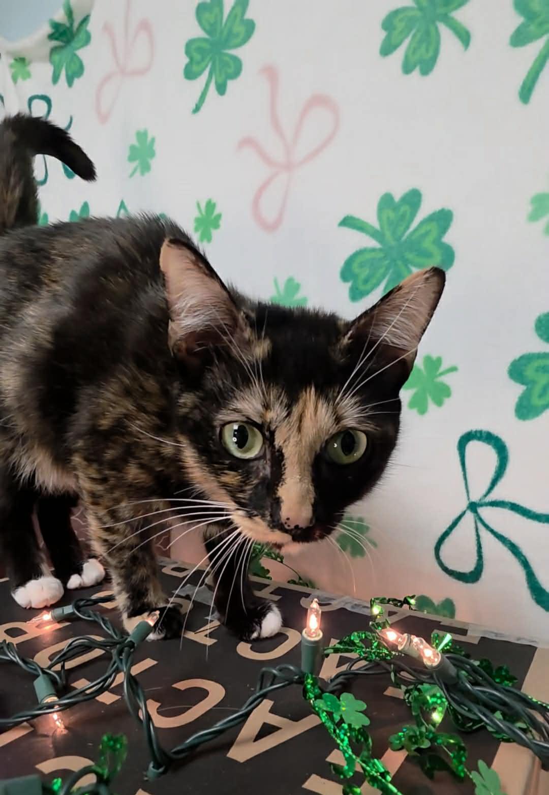 Enlarge Foxie - Playful and affectionate, a Adoptable Domestic Short Hair in Muskego, WI image 3/6