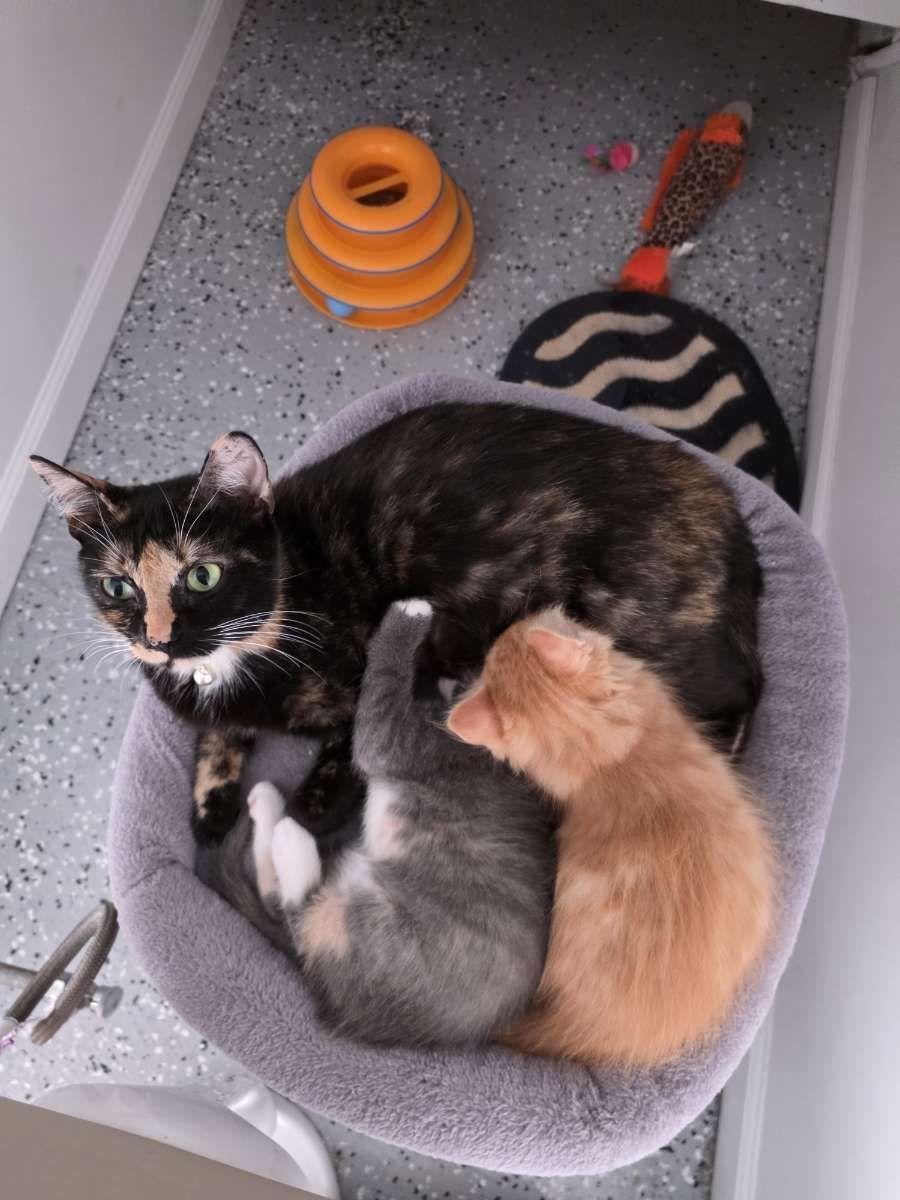 Enlarge Foxie - Playful and affectionate, a Adoptable Domestic Short Hair in Muskego, WI image 2/6