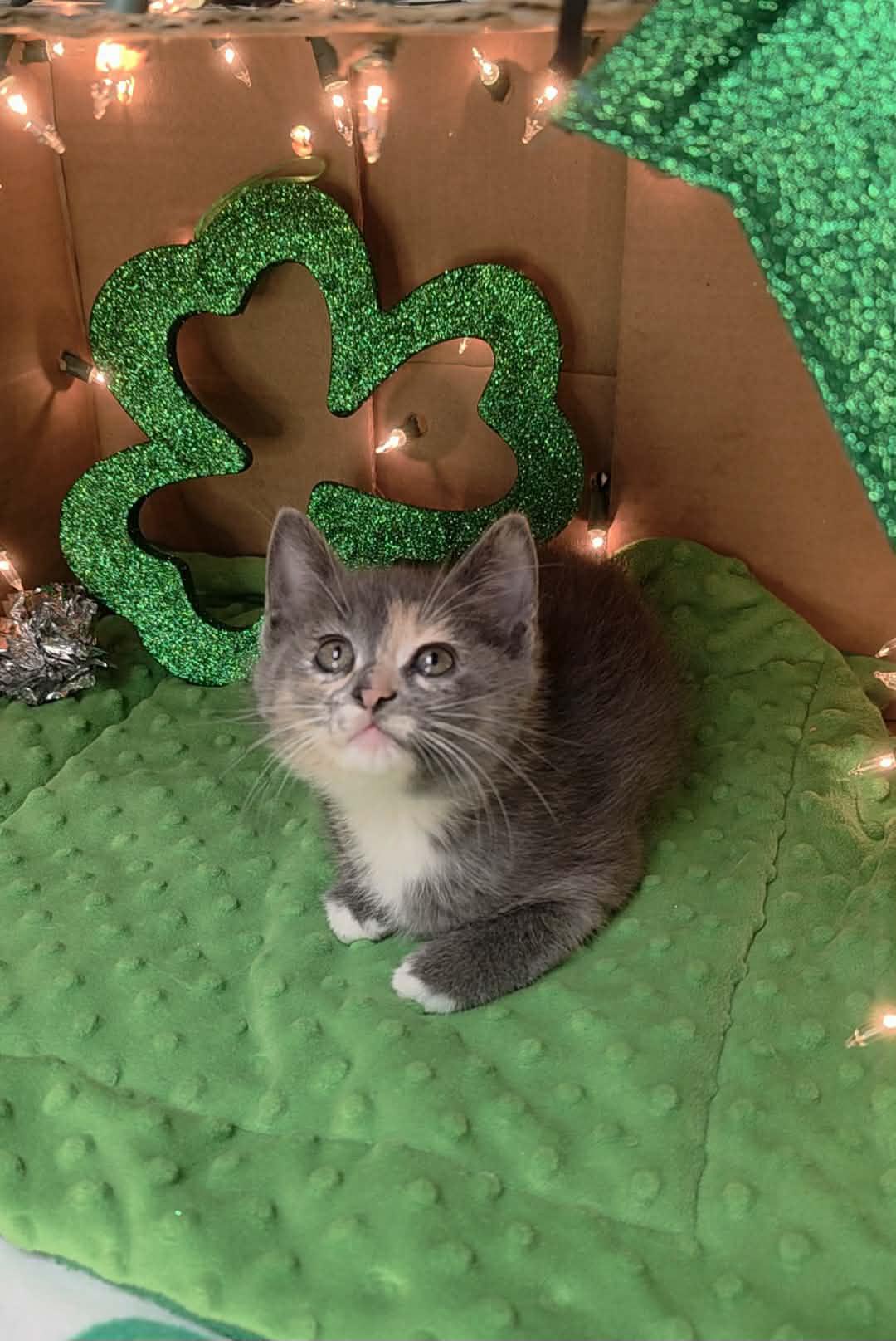 Enlarge Foxie - Playful and affectionate, a Adoptable Domestic Short Hair in Muskego, WI image 6/6