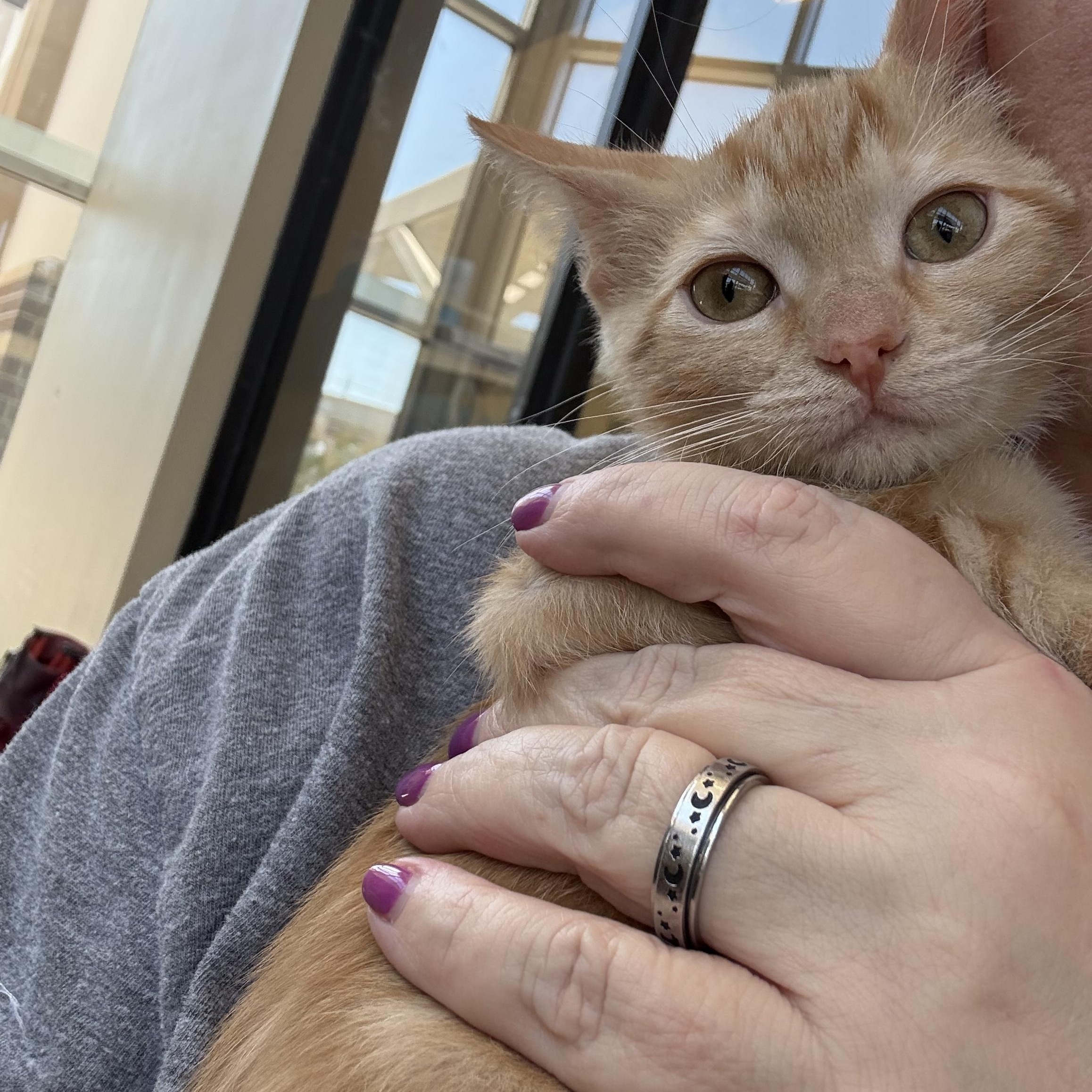Enlarge Twix and Snickers, a Adopted Domestic Short Hair in Forney, TX image 3/3
