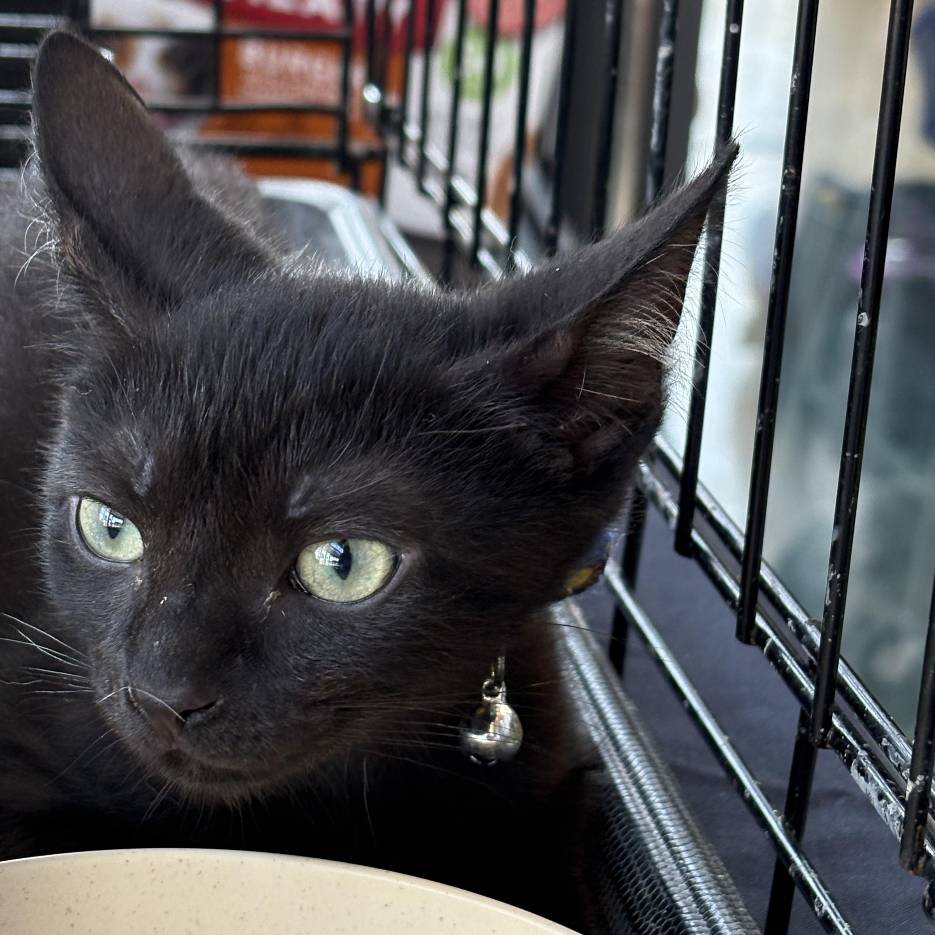 Enlarge Twix and Snickers, a Adopted Domestic Short Hair in Forney, TX image 2/3