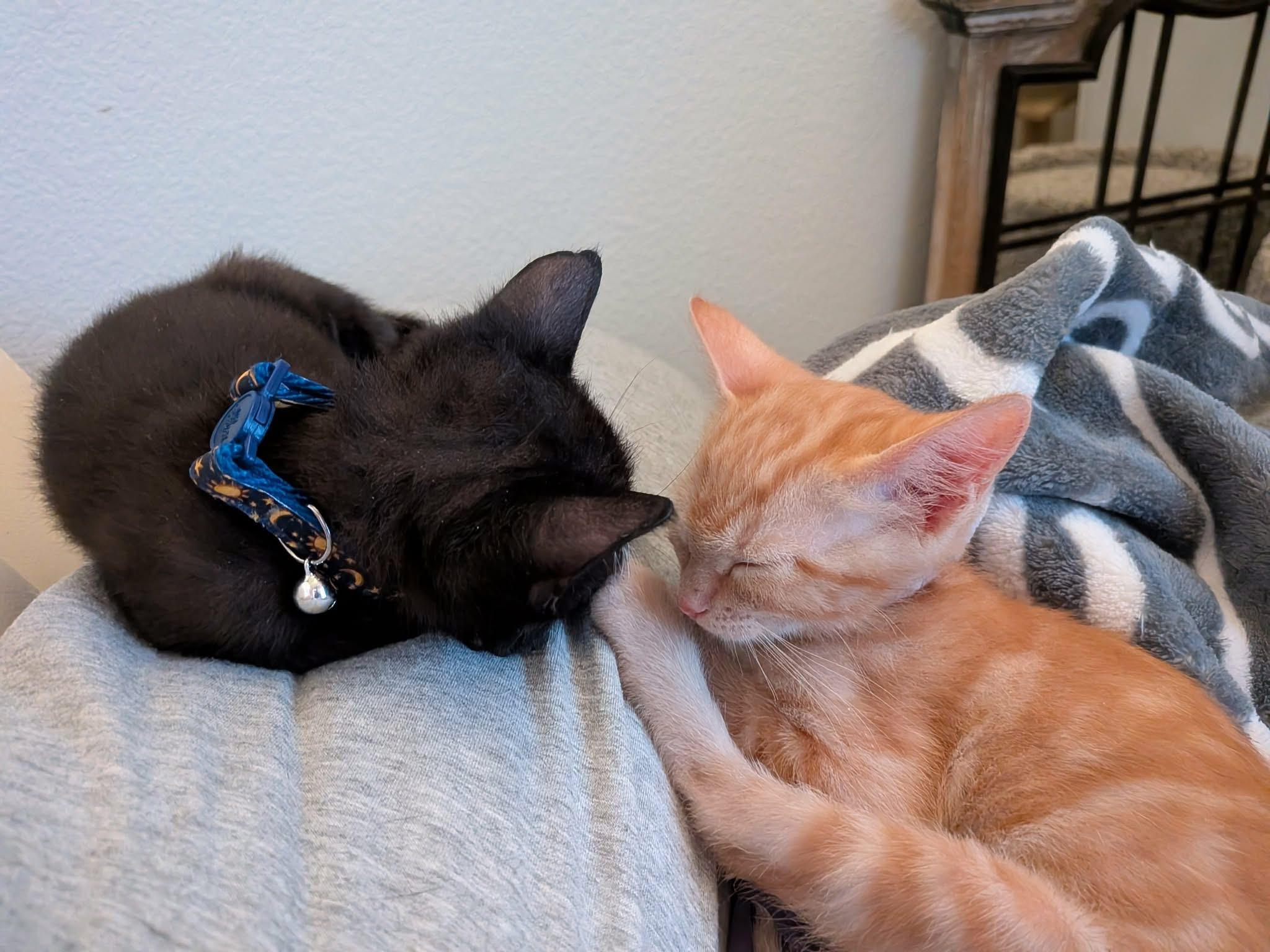 Enlarge Twix and Snickers, a Adopted Domestic Short Hair in Forney, TX image 1/3