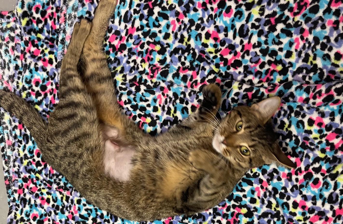 Enlarge Yogurt, an adopted mixed breed in Racine, WI image 3/3