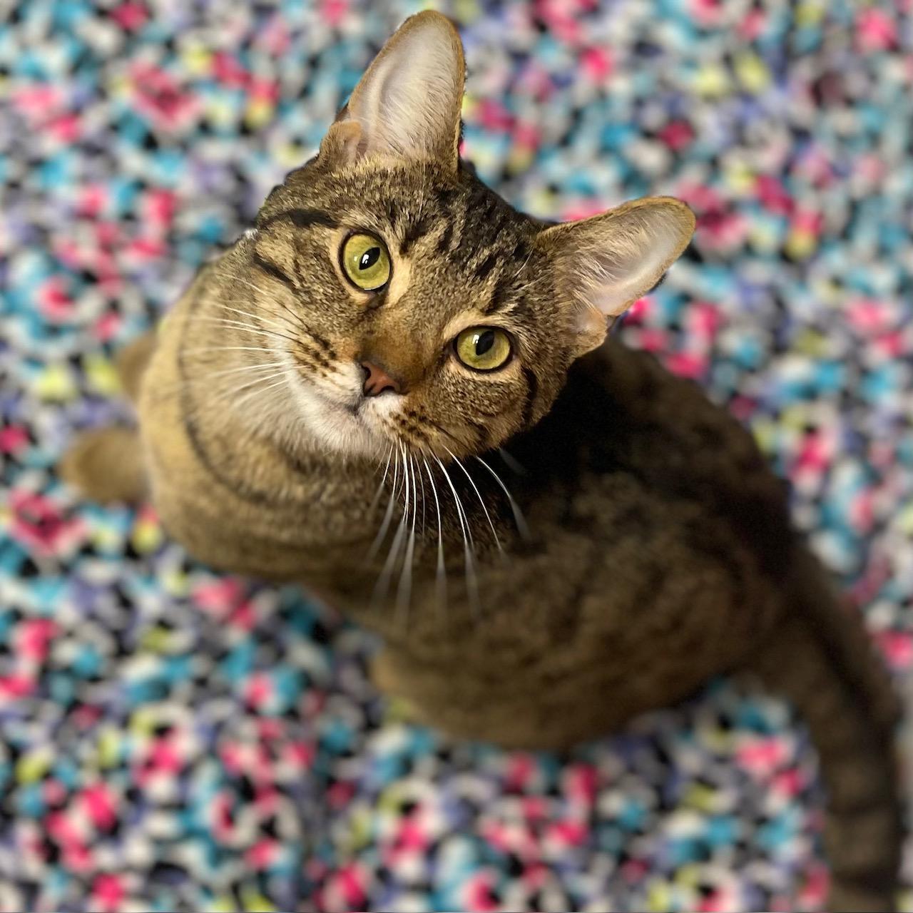 Enlarge Yogurt, an adopted mixed breed in Racine, WI image 2/3