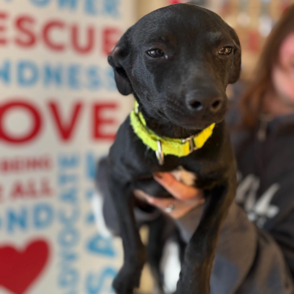 Ariel, Adoptable, Puppy Female Italian Greyhound.