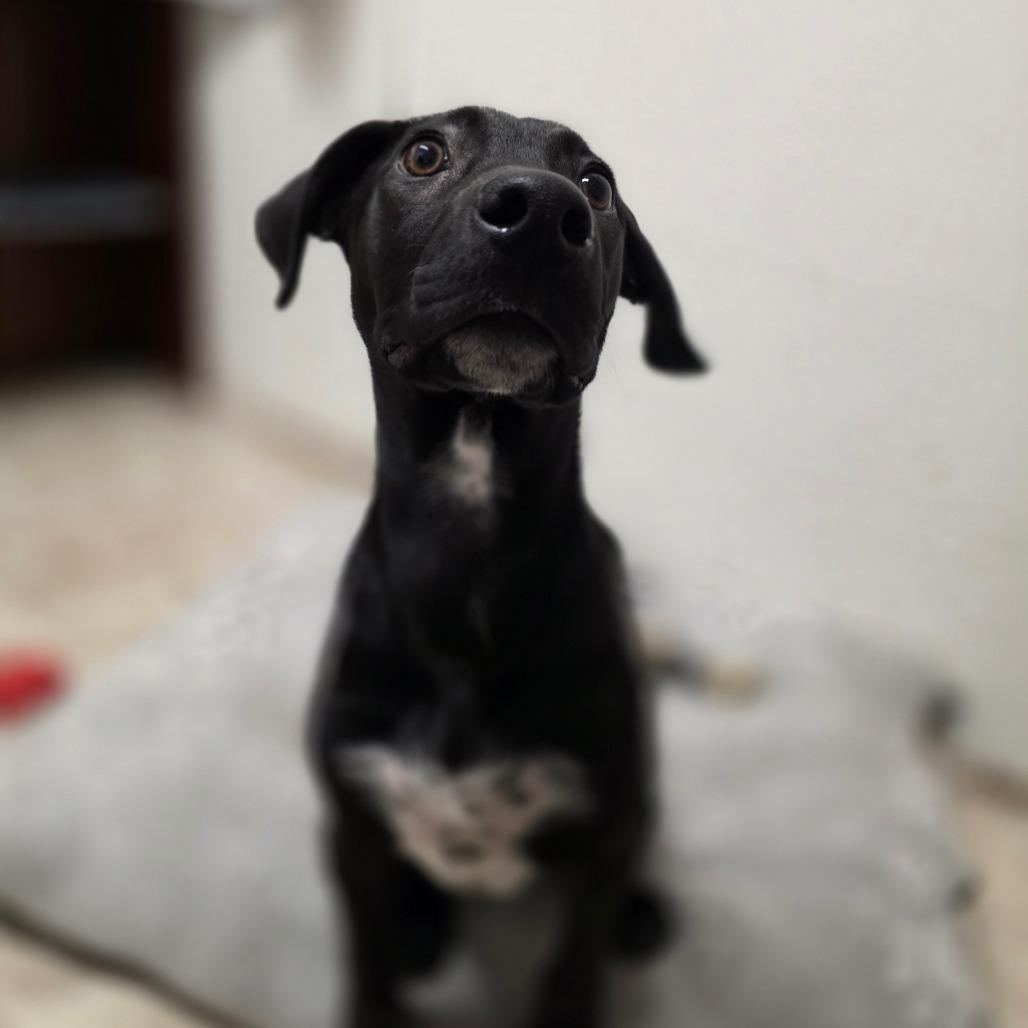 Enlarge Noelle, a Adoptable mixed breed in Mount Shasta, CA image 1/6