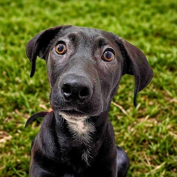 Enlarge Noelle, a Adoptable mixed breed in Mount Shasta, CA image 2/6