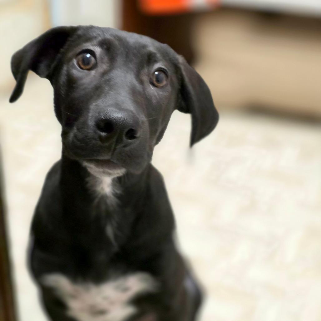 Enlarge Noelle, a Adoptable mixed breed in Mount Shasta, CA image 3/6