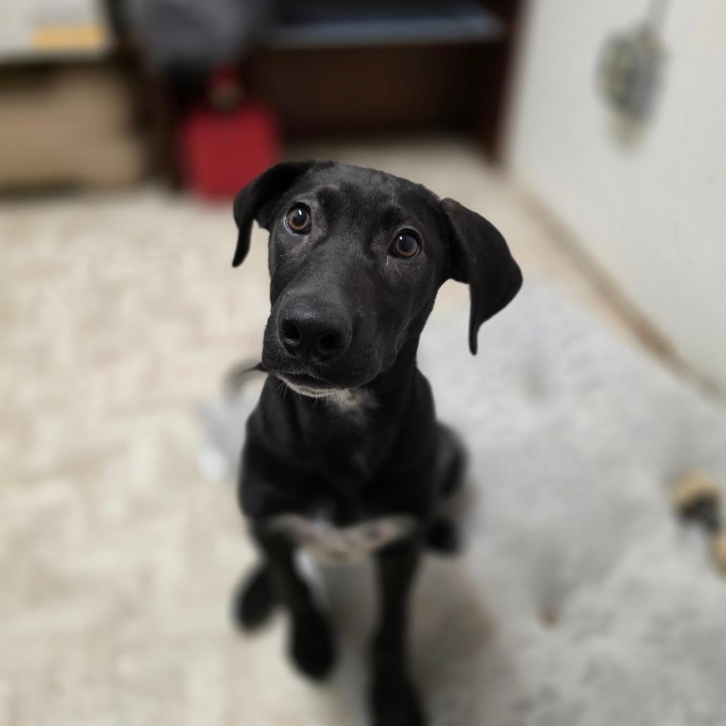 Enlarge Noelle, a Adoptable mixed breed in Mount Shasta, CA image 4/6