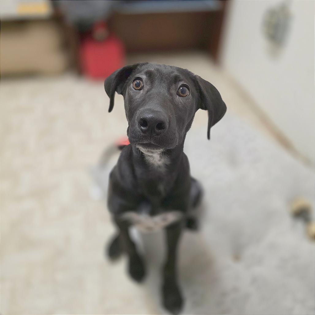 Enlarge Noelle, a Adoptable mixed breed in Mount Shasta, CA image 5/6