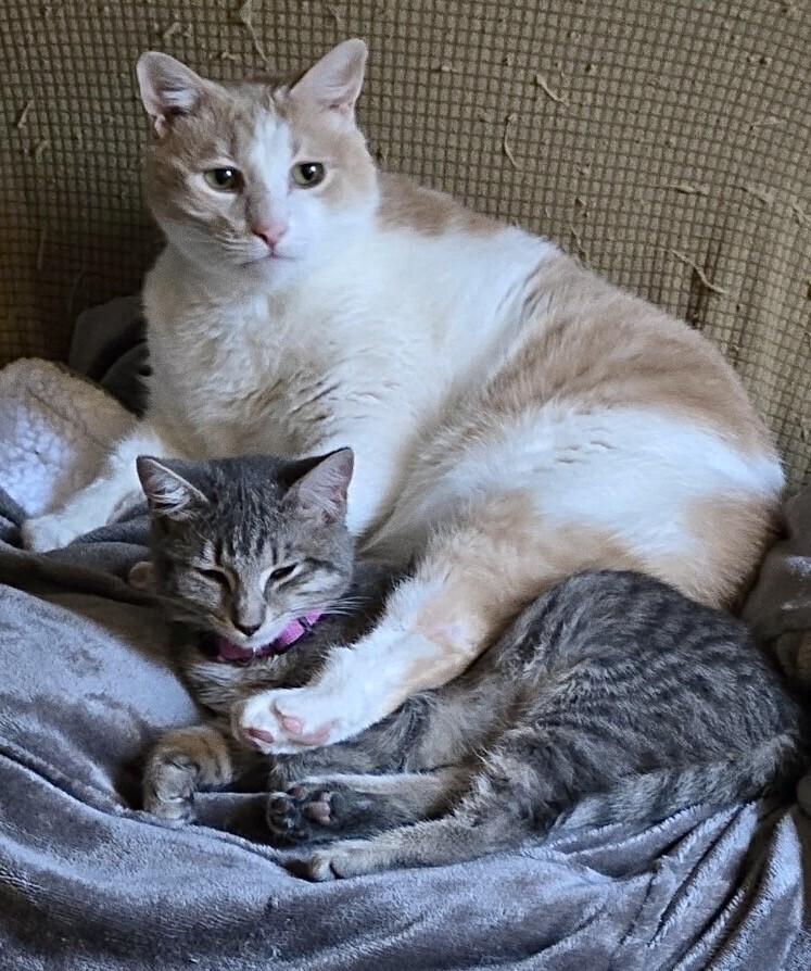 Enlarge Sylvia, a Adoptable mixed breed in Little Rock, AR image 1/5