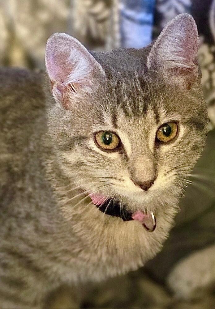 Enlarge Sylvia, a Adoptable mixed breed in Little Rock, AR image 2/5