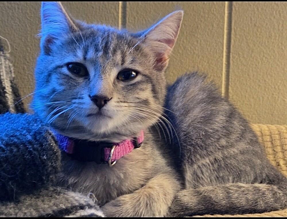 Enlarge Sylvia, a Adoptable mixed breed in Little Rock, AR image 3/5